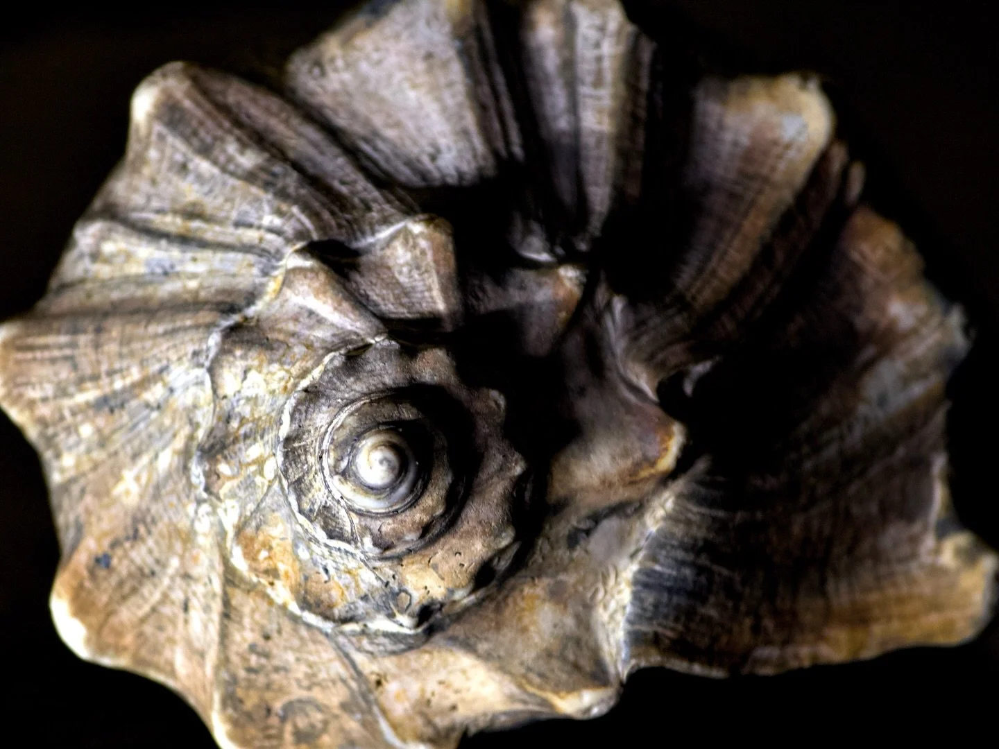 Sally
The conch shell makes a return. Shot with my telephoto from about four feet away and a single light source off to the left. Edited the crop and adjusted the levels which has been my go to in these most recent challenges. I found I was relying t
