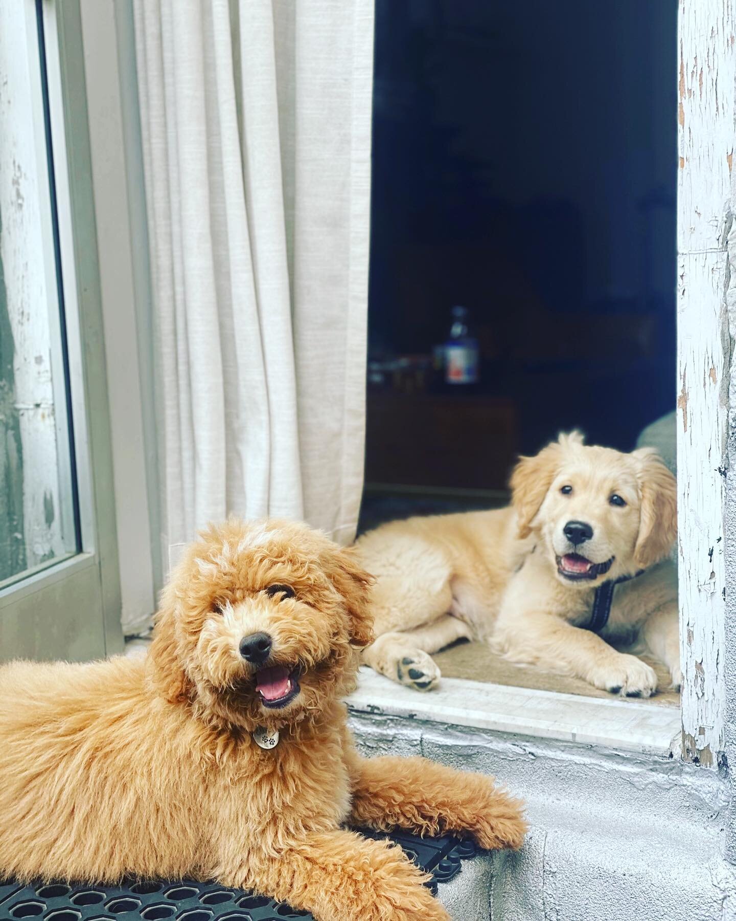 Happy Monday! Here's a picture of Darcy and @charliedarwinthedoodle just being golden cuties.⁠⁠