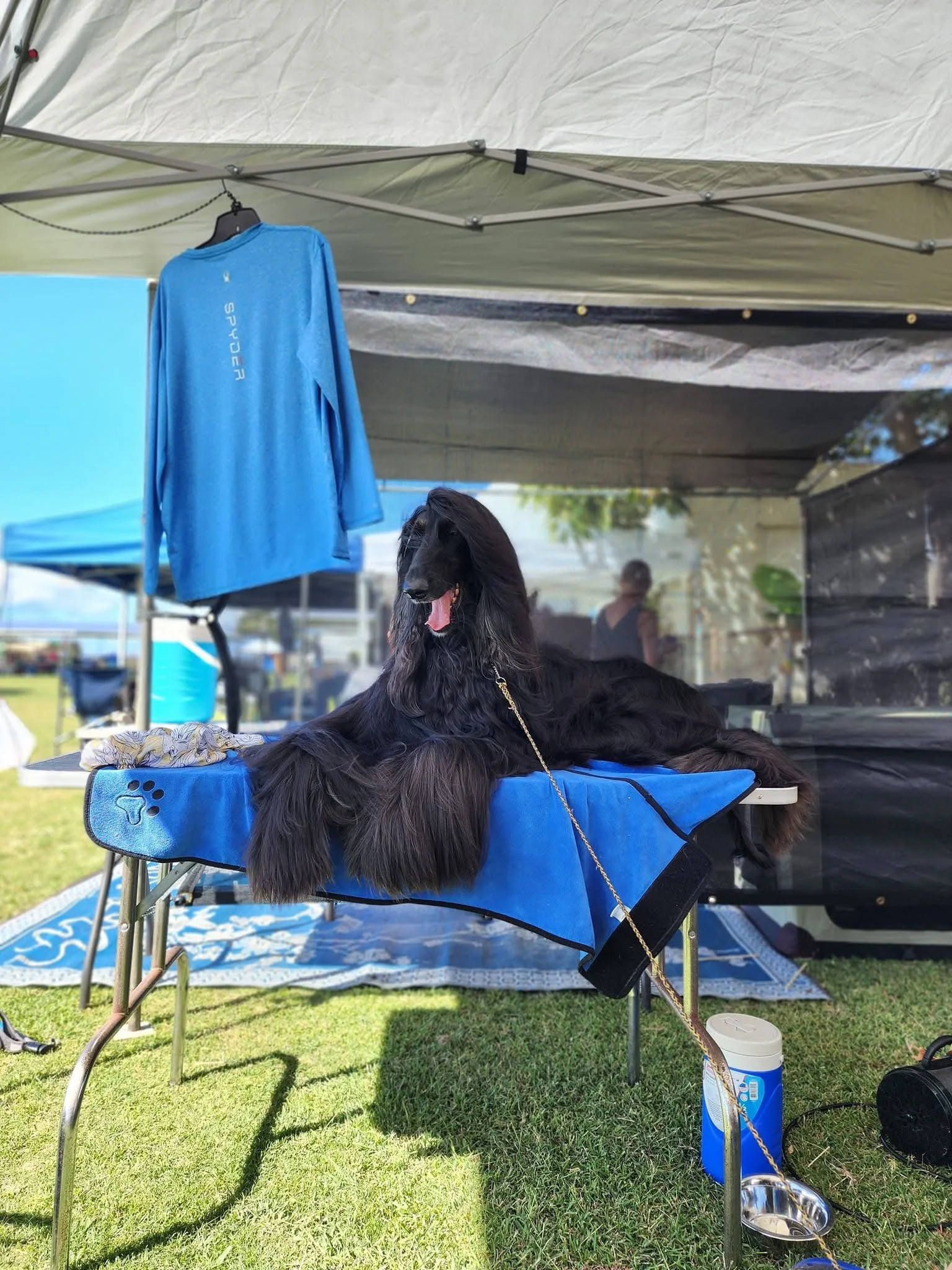 A black dog, possibly a Afghan Hound, lying on a grooming table covered with blue towels at an outdoor event under a canopy tent. There are various items such as a leash, water bowl, and a towel nearby.