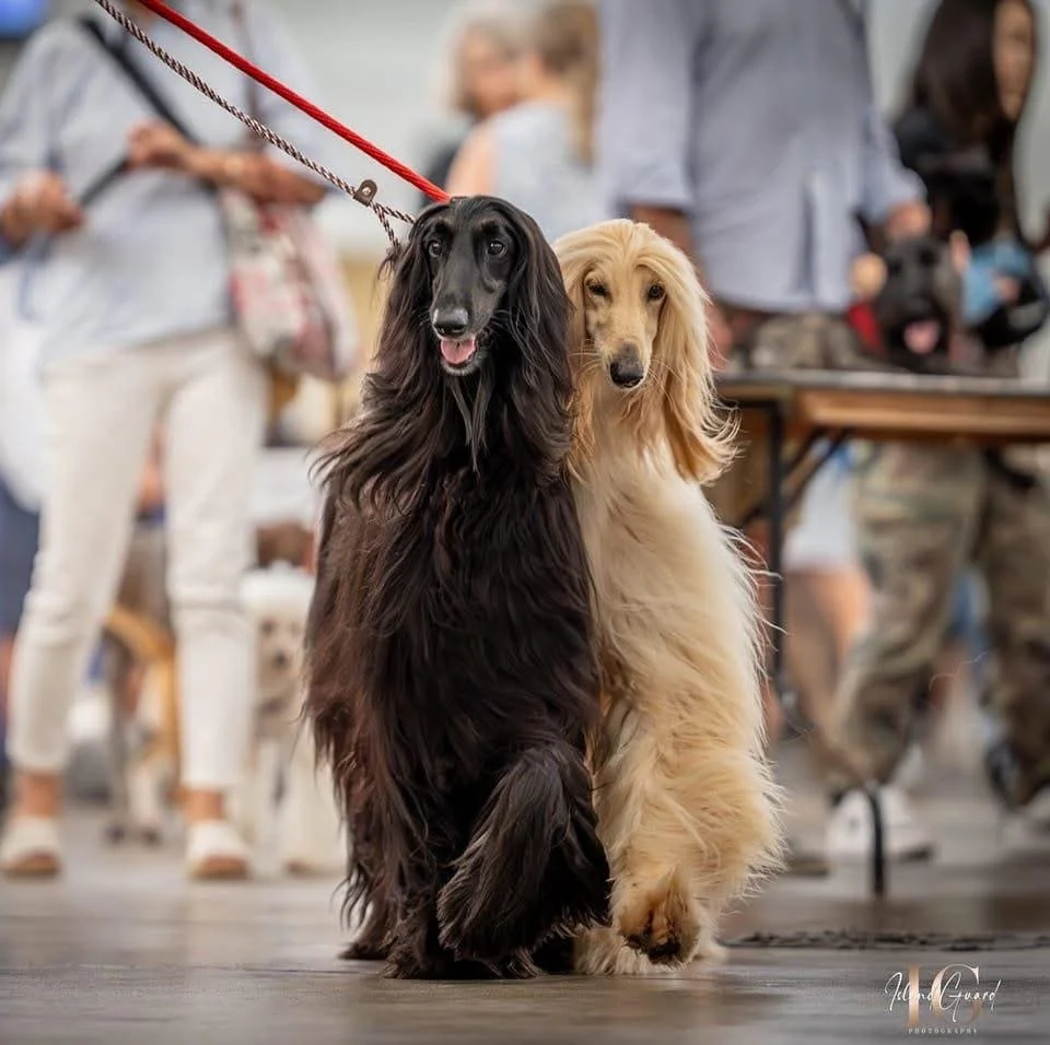 Two Dachshund dogs, one black and one light-colored, sitting side by side on the floor in a busy indoor setting with people in the background.