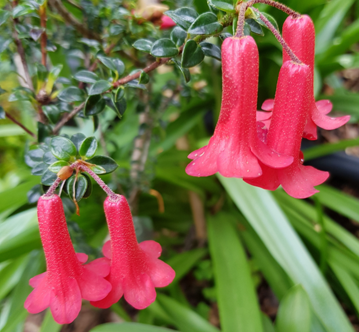 This delightful vireya rhododendron can be found growing on the Eastern, Western and Southern Highlands of Papua New Guinea, where it forms an erect shrub to 2m high, the smaller branches are densely clothed with brownish scales.
The small dark gre