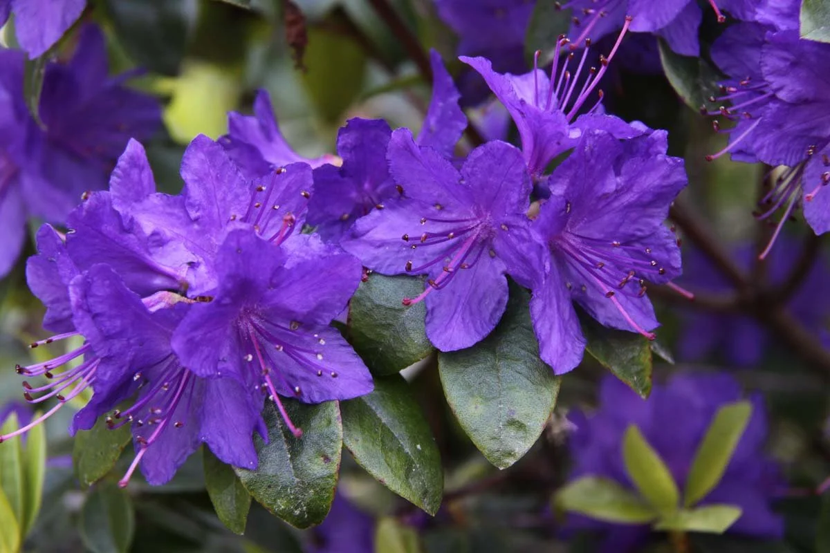 True Blue Rhododendron The Blue Rhododendron — Emu Valley Rhododendron Garden