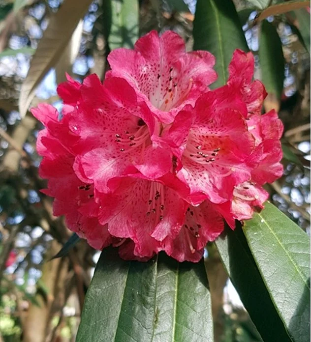 The very existence of this plant we owe thanks to the late Dr. Noel Sullivan. Noel was an authority on all things Rhododendron and in his lifetime he became a world renowned authority. He presented a Baron von Meuller Memorial address in 1997 in Melb