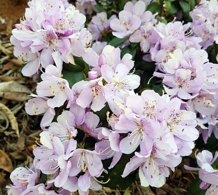 Tucked among the misty forests of northern Vietnam, Rhododendron mitriforme is a botanical gem that brings a touch of the exotic to cool-climate gardens. First described by botanist D. F. Chamberlain in the late 20th century, this species is prized f