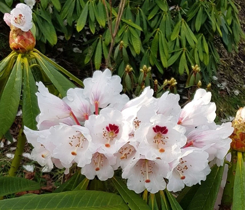 We have waited quite a while for R calophytum to flower. However the wait is over and we now have six plants with flowers, all the same colour, but beautiful.
R calophytum is a native of western Sichuan, where it can grow to 15m. Hopefully less than