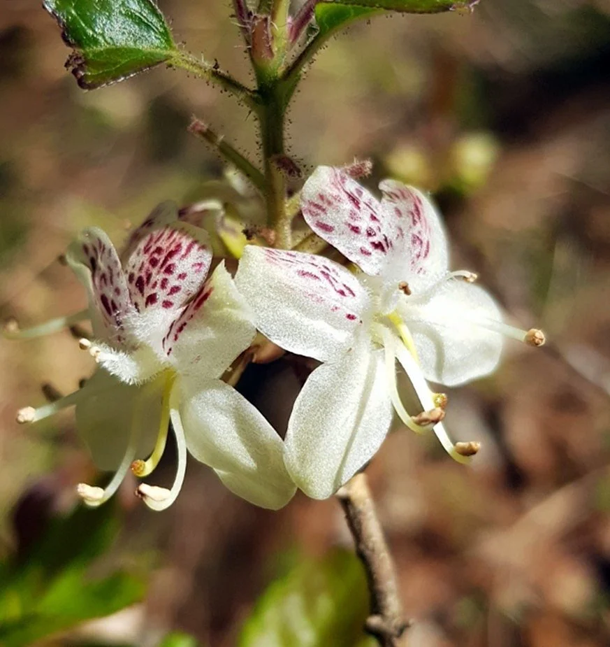 Here is a rather unique, although not a very showy rhododendron from the wooded mountains of Honshu., Shikoku and Kyushu Japan. The Japanese plant collector Tschonoski discovered and first introduced this species around 1870 and by Wilson in 1914 whe