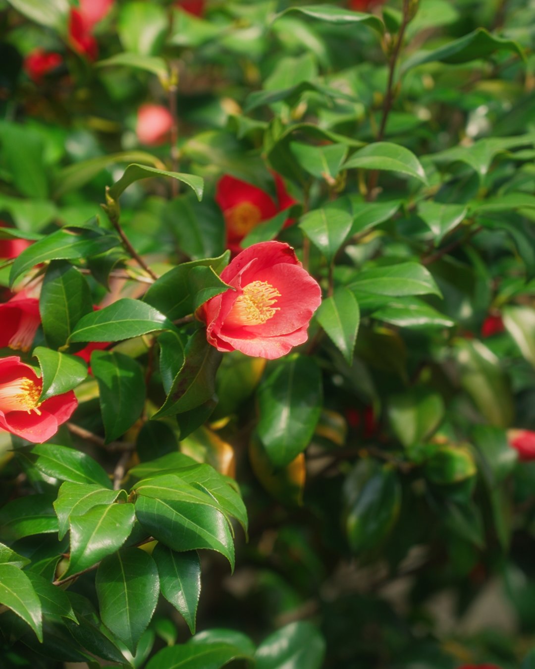 Inked Spirit Japan 撮影