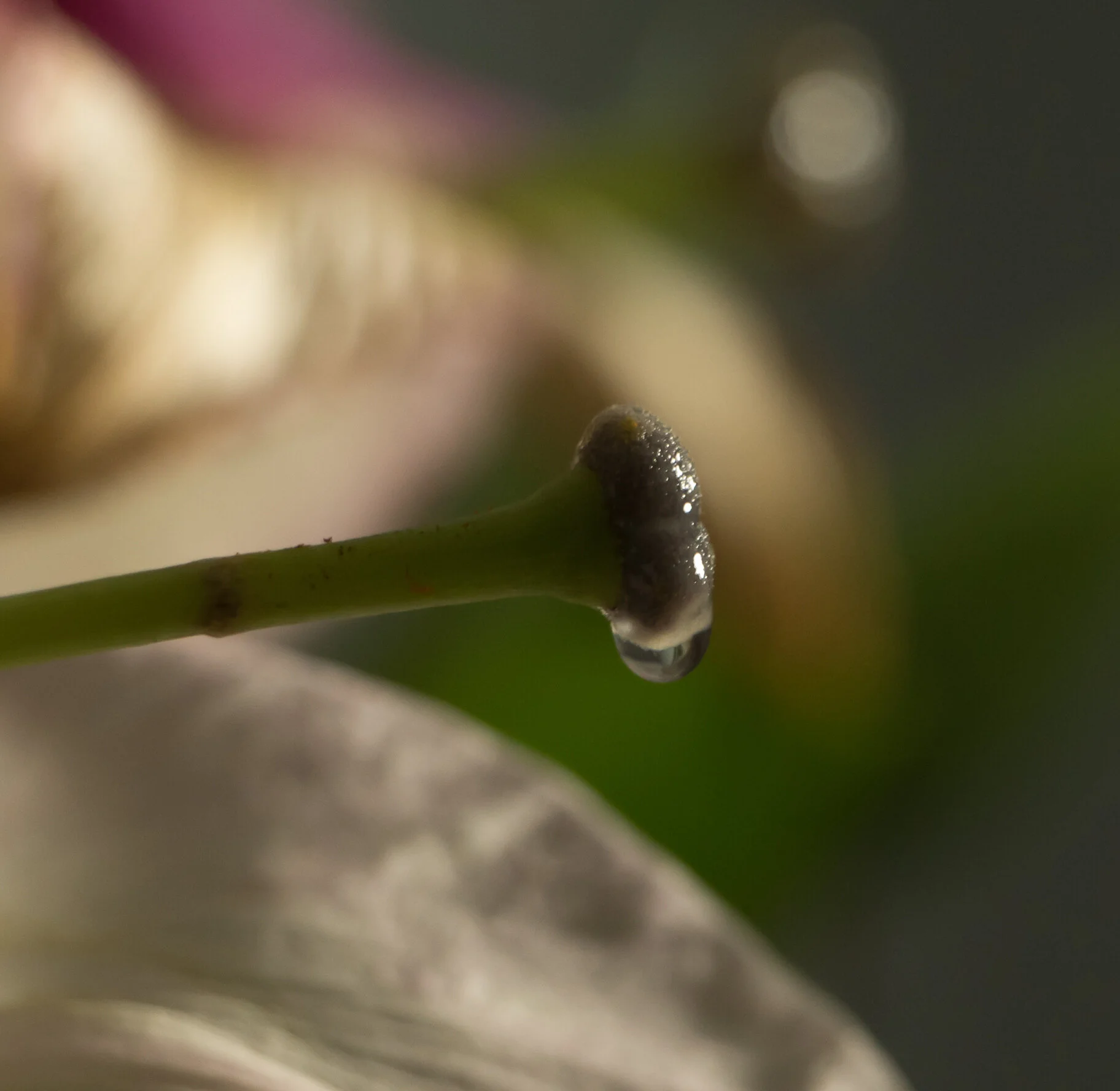 watering piston2 (1 of 1).jpg