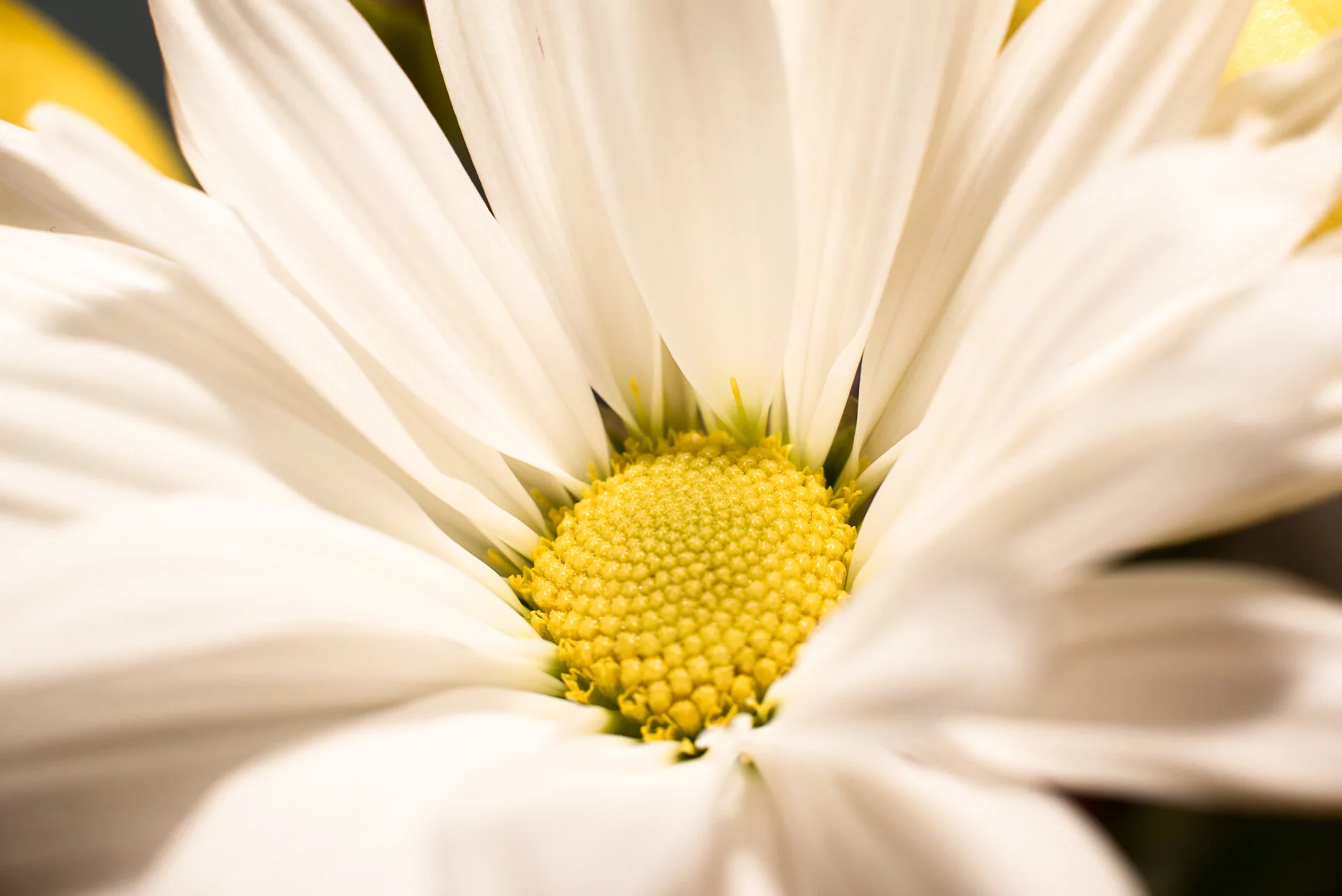 Bouquet of Flowers (13 of 30).jpg