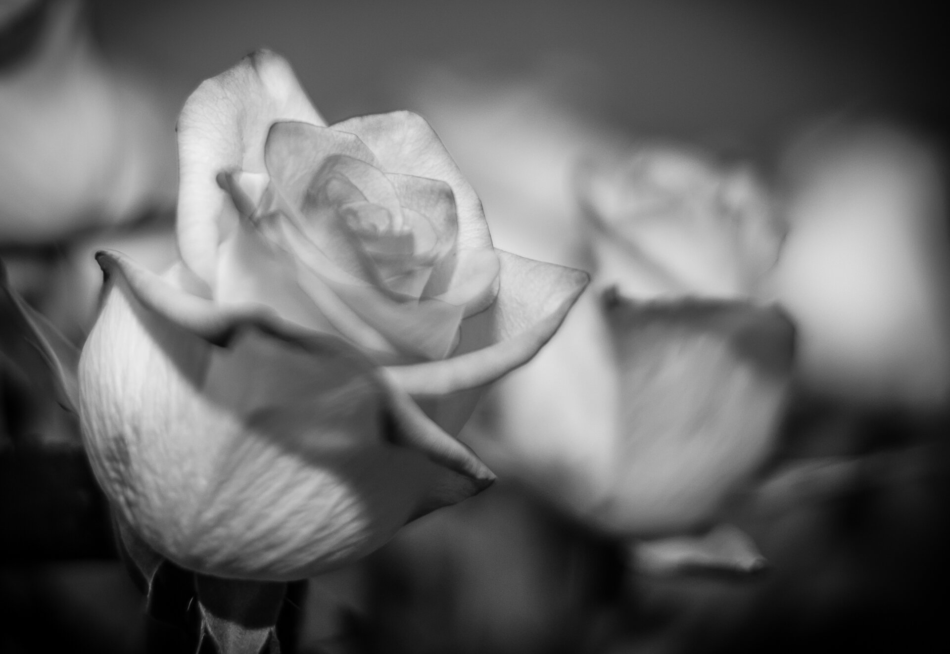 B&W Rose  (8 of 8).jpg