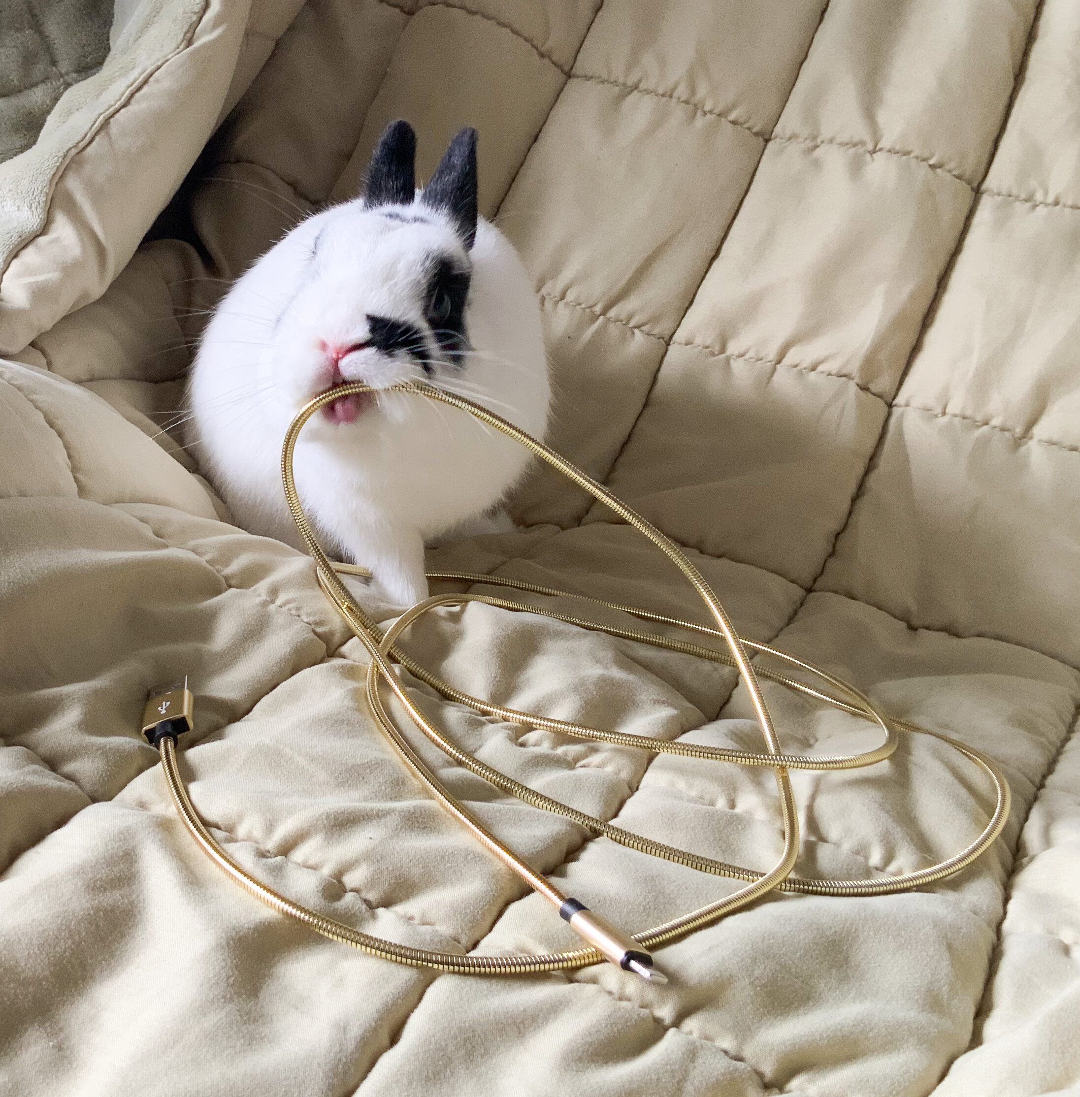"Bunny-Proof" Phone Chargers