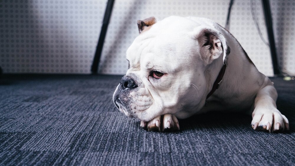 Need a pet-friendly carpet? Ask for our top recommendations today!