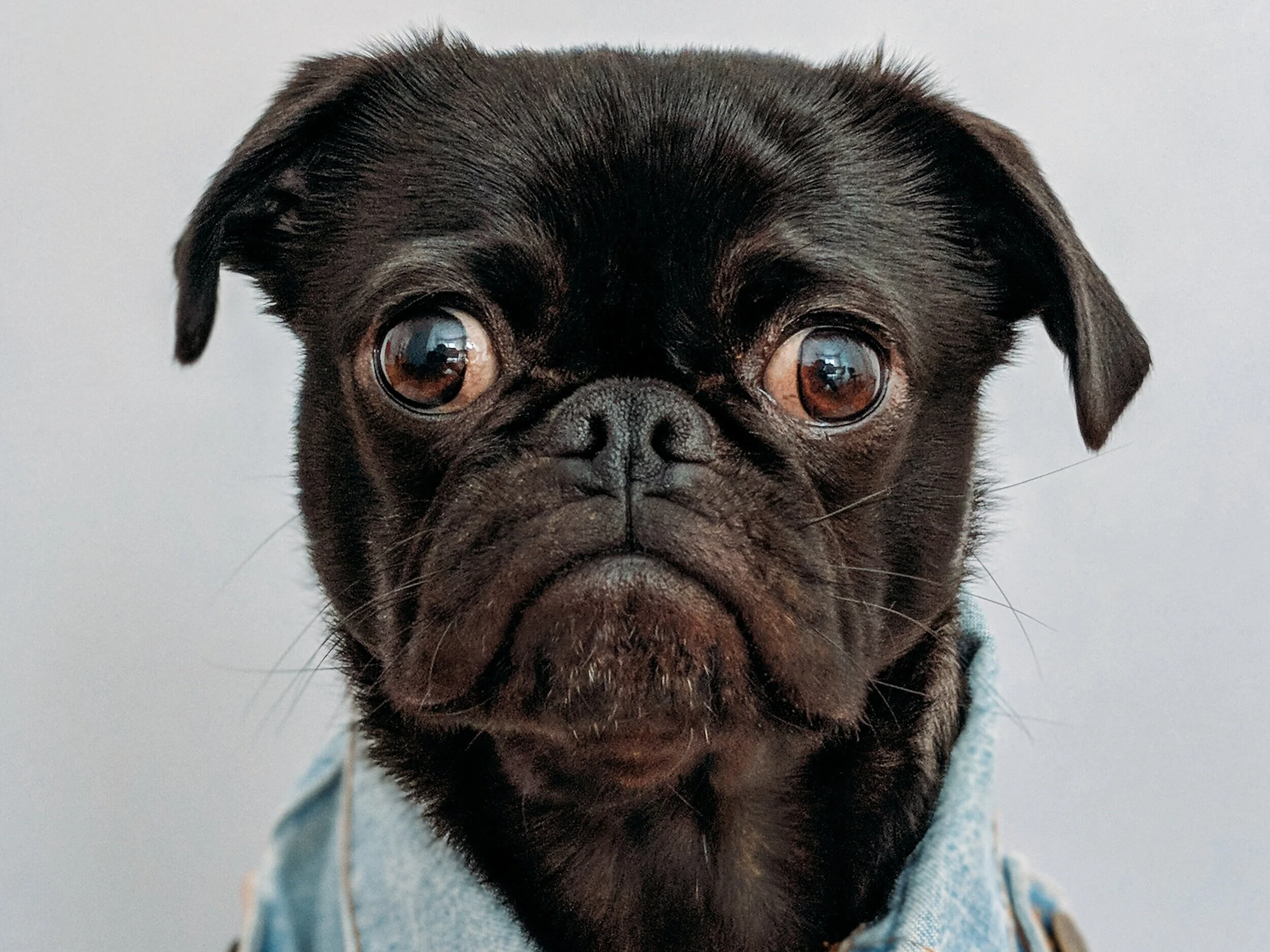 pug