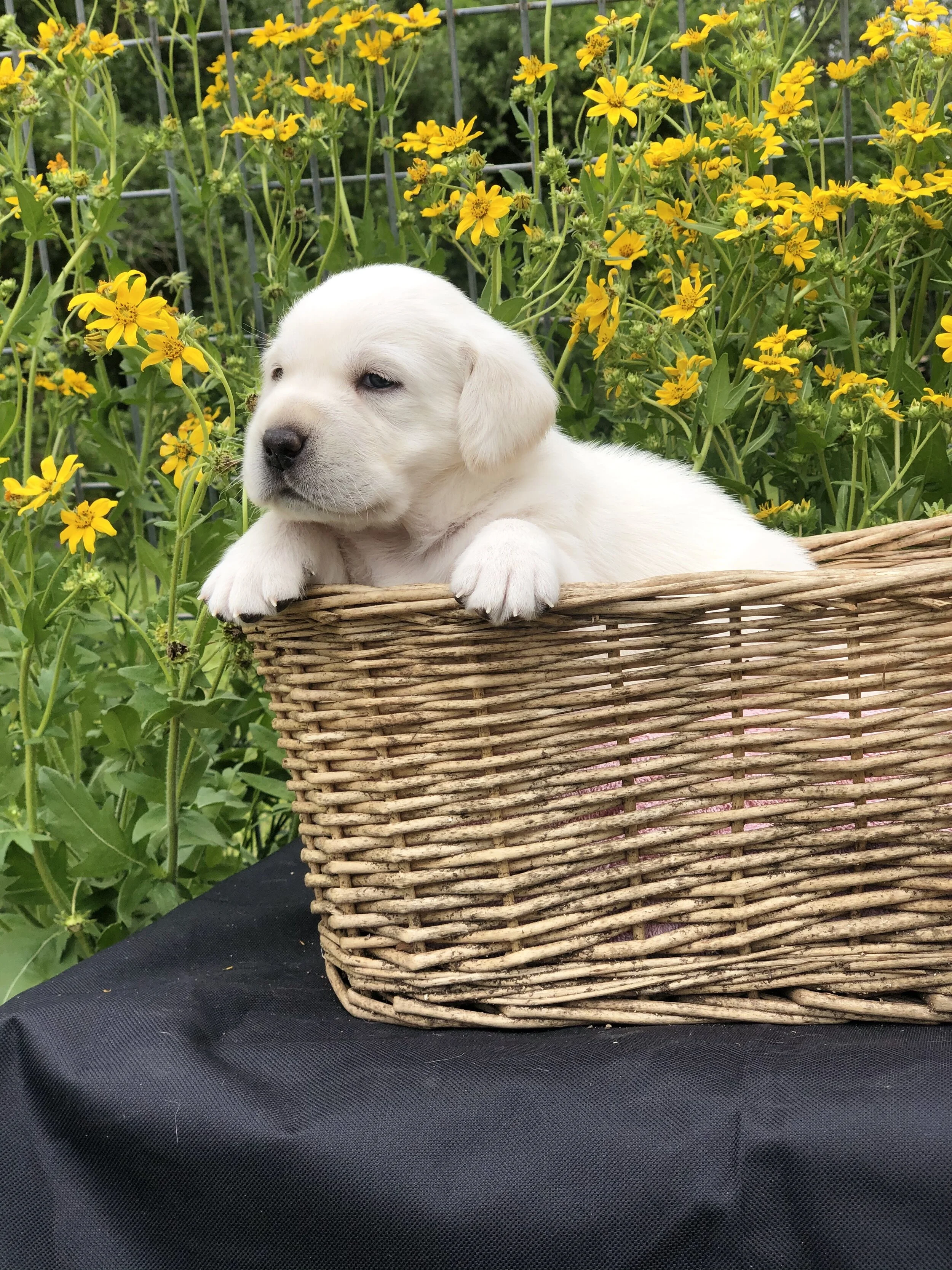 Appointments 1 — Your newest family member is waiting...