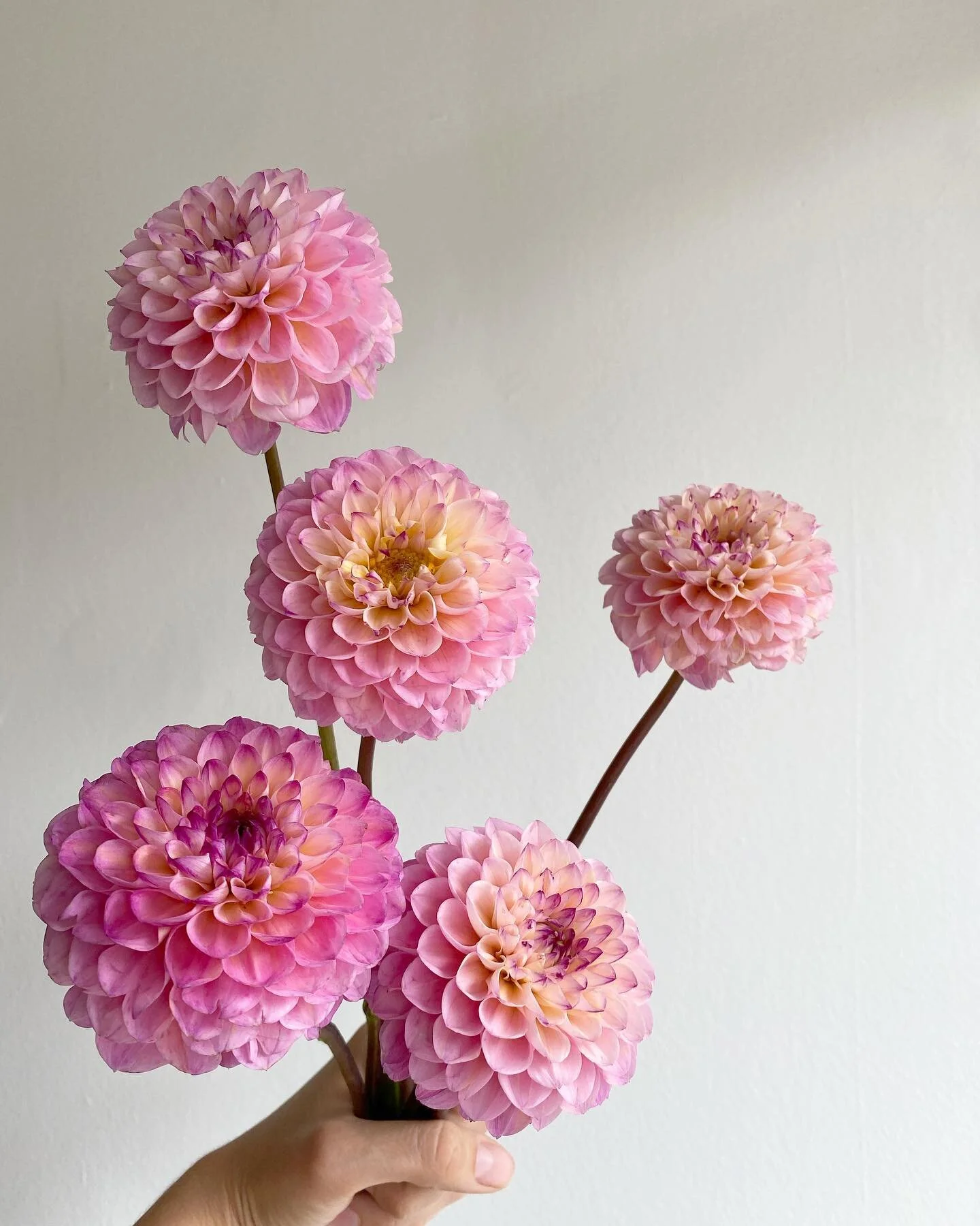 Bellwood Blooms Toronto Florist Toronto Flower Delivery Toronto