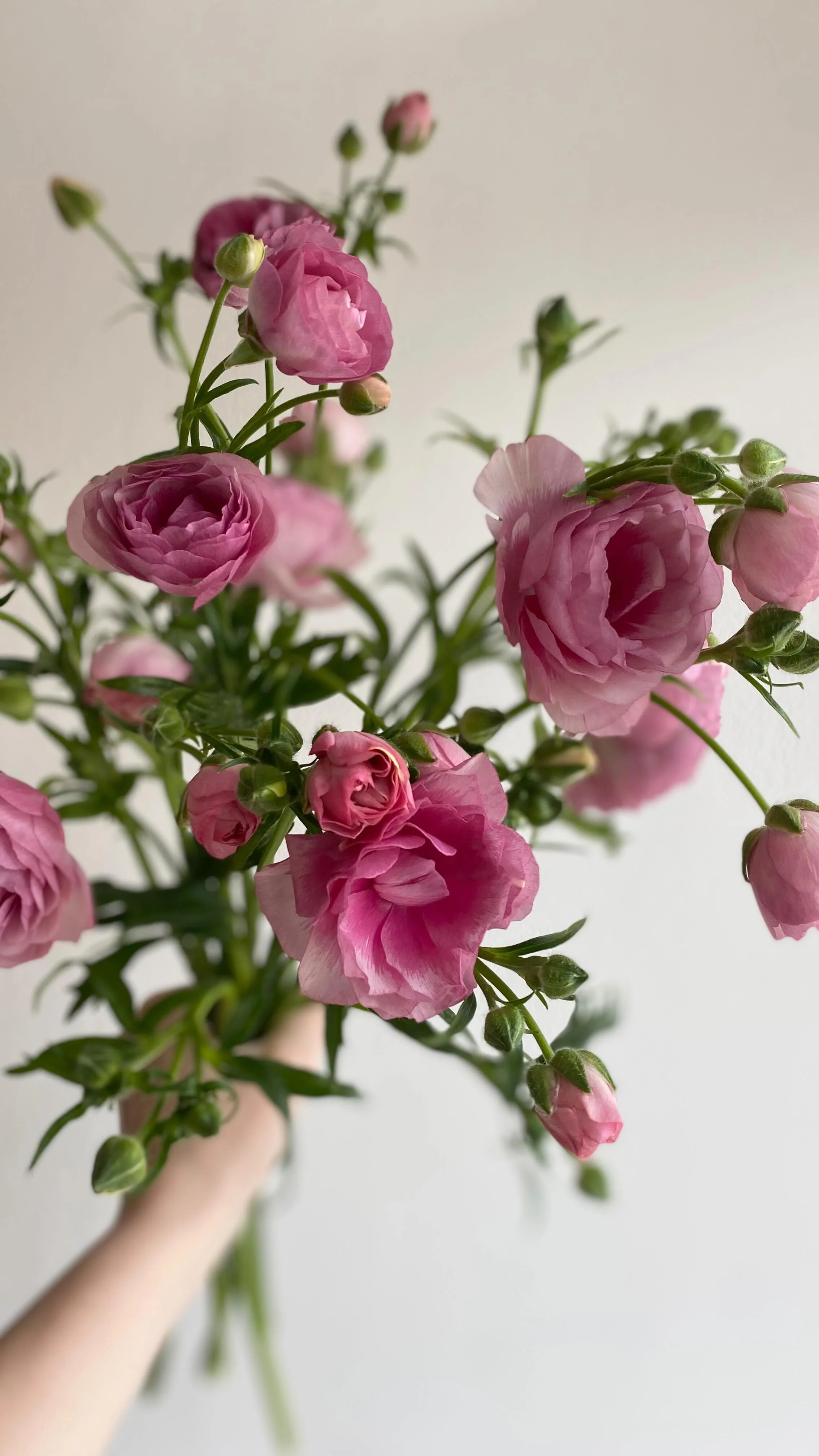 Toronto Flower Delivery Junction Flower Shop Junction Flower Delivery Junction Florist