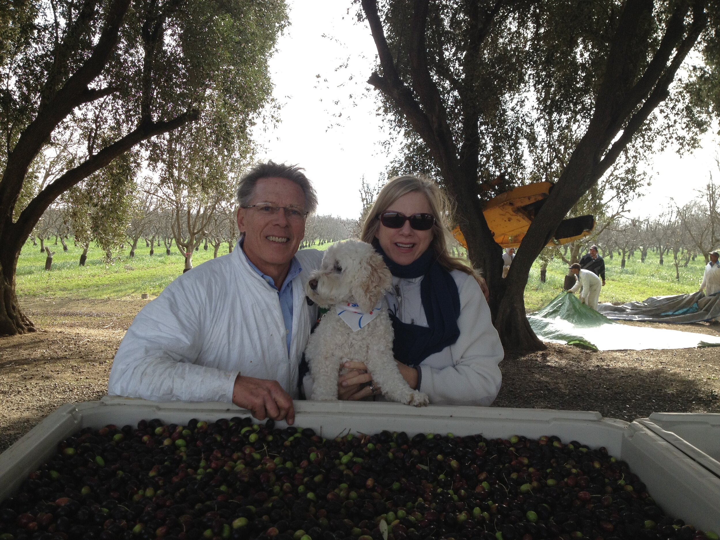 Craig &amp; Julie harvesting olives