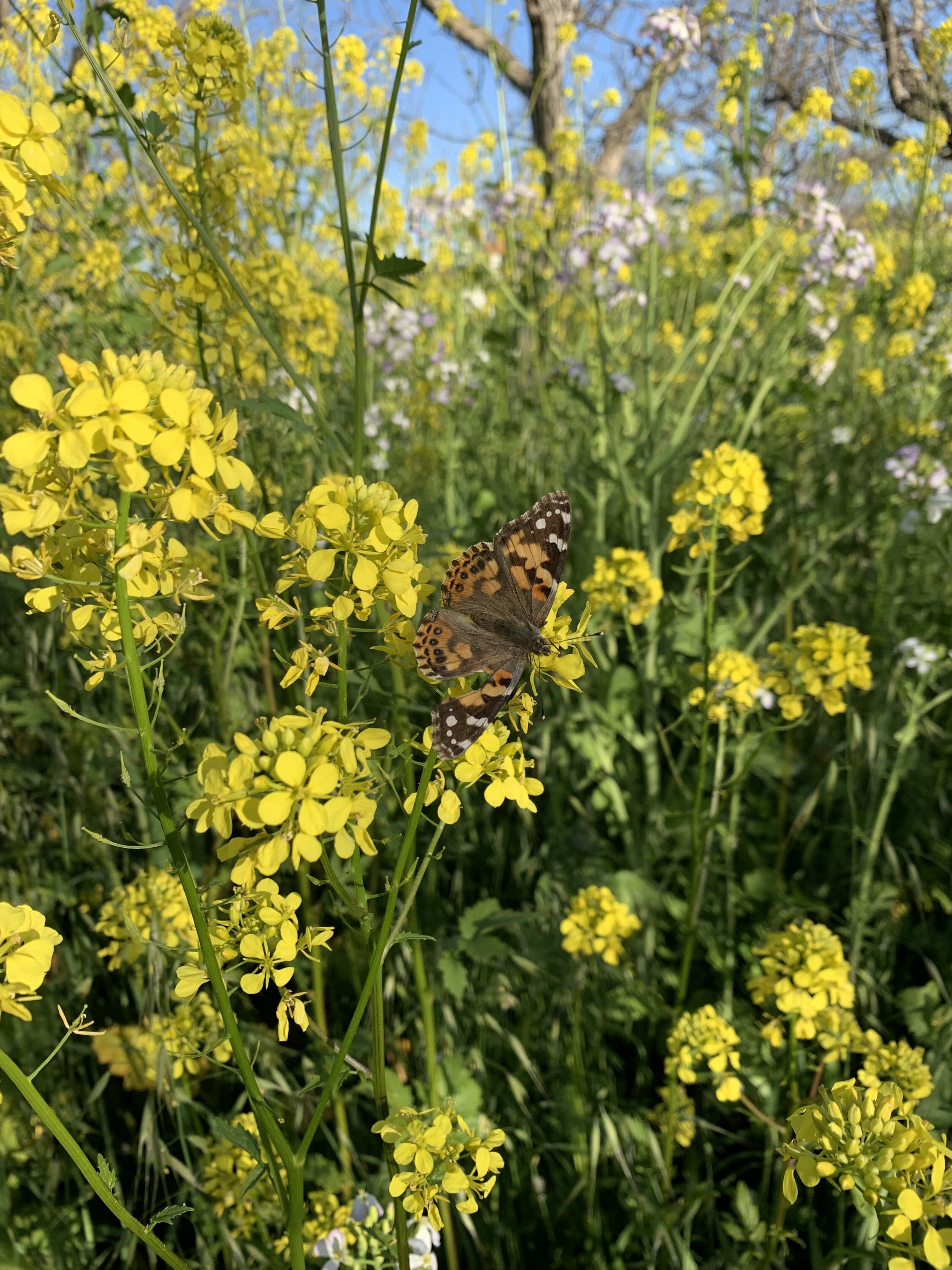 Cover Crop Mustard Butterfly.jpeg