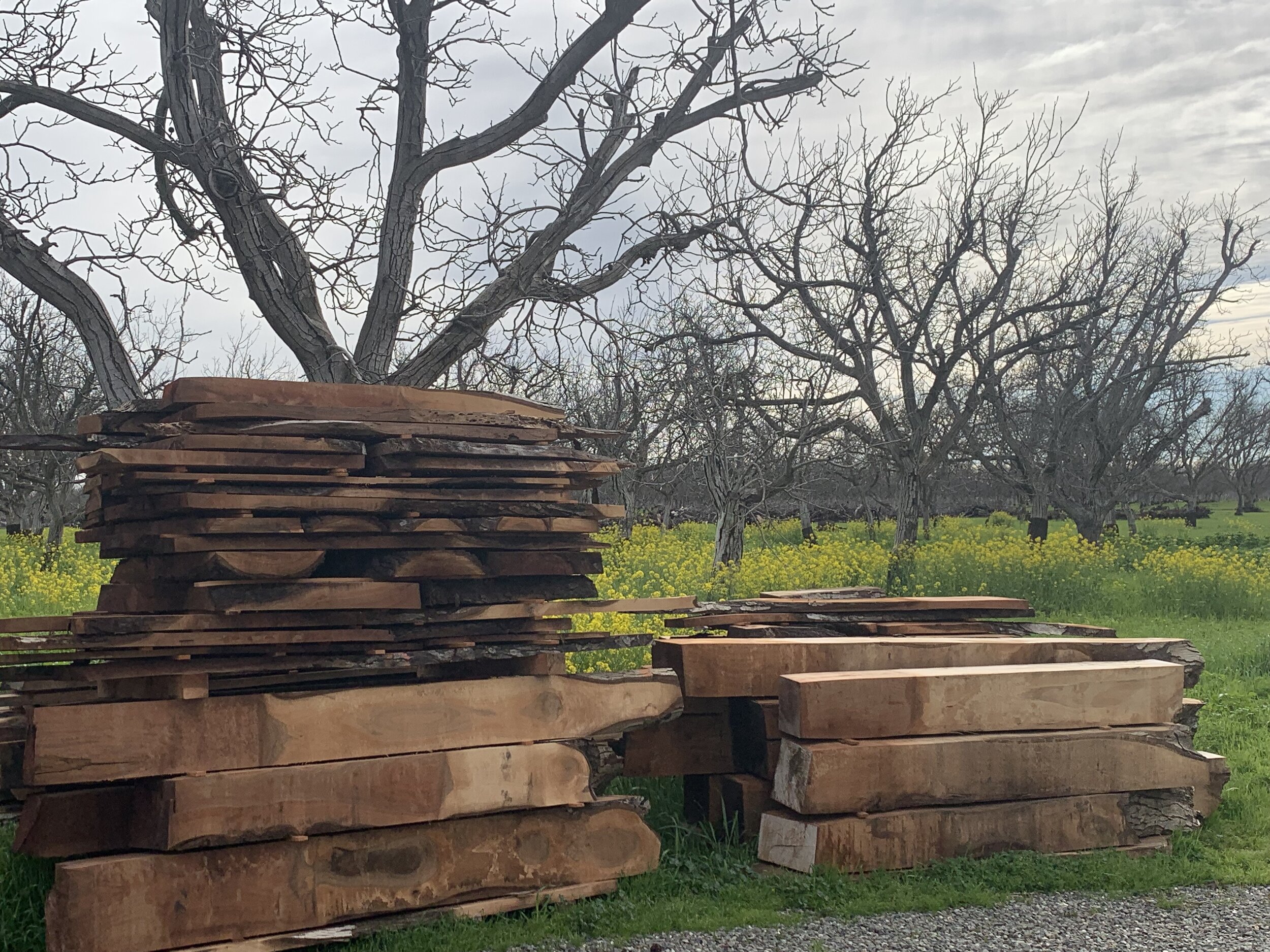 Wood Pile Cathedral 2.jpeg