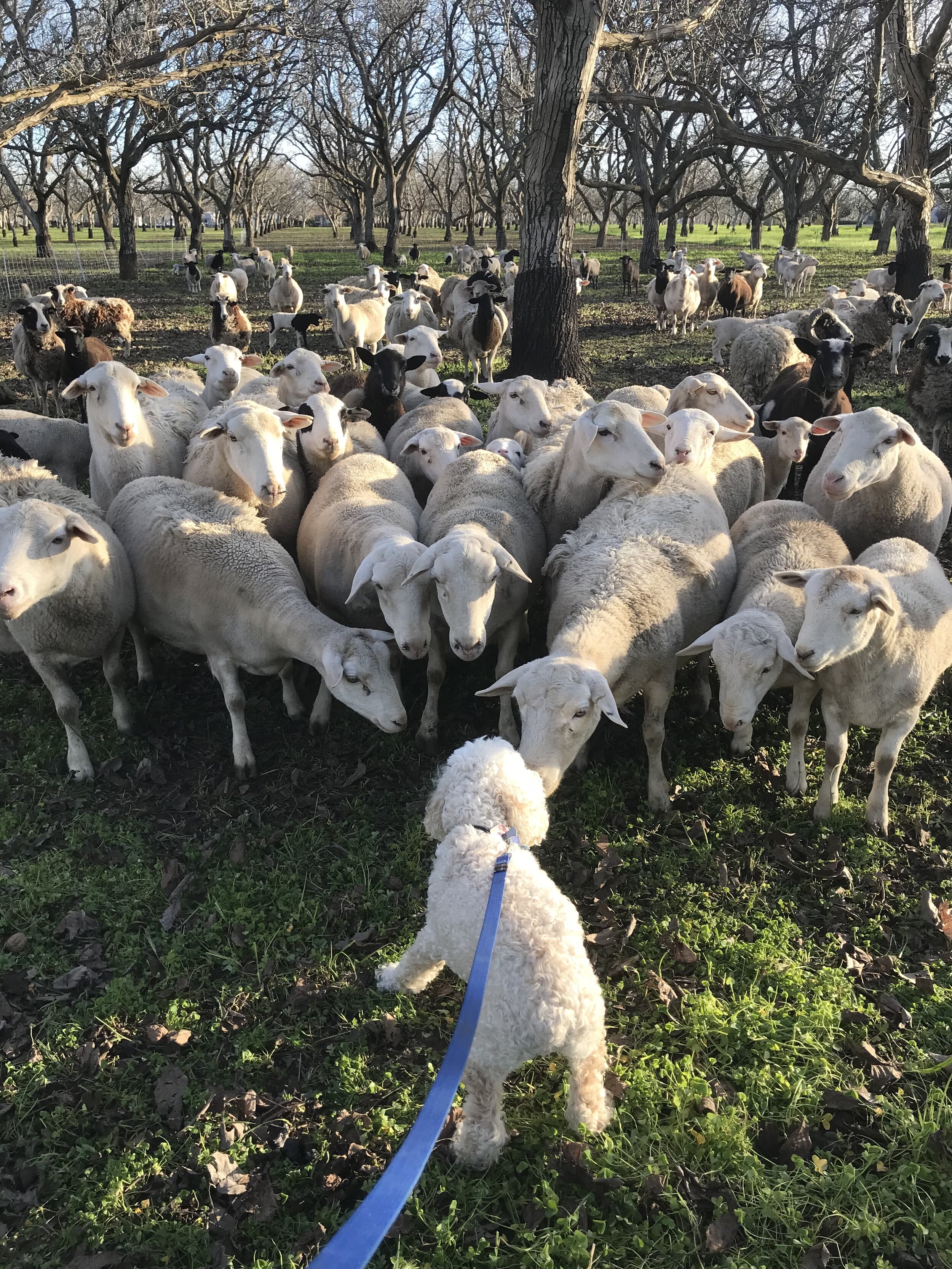 Teddy and Sheep.jpeg