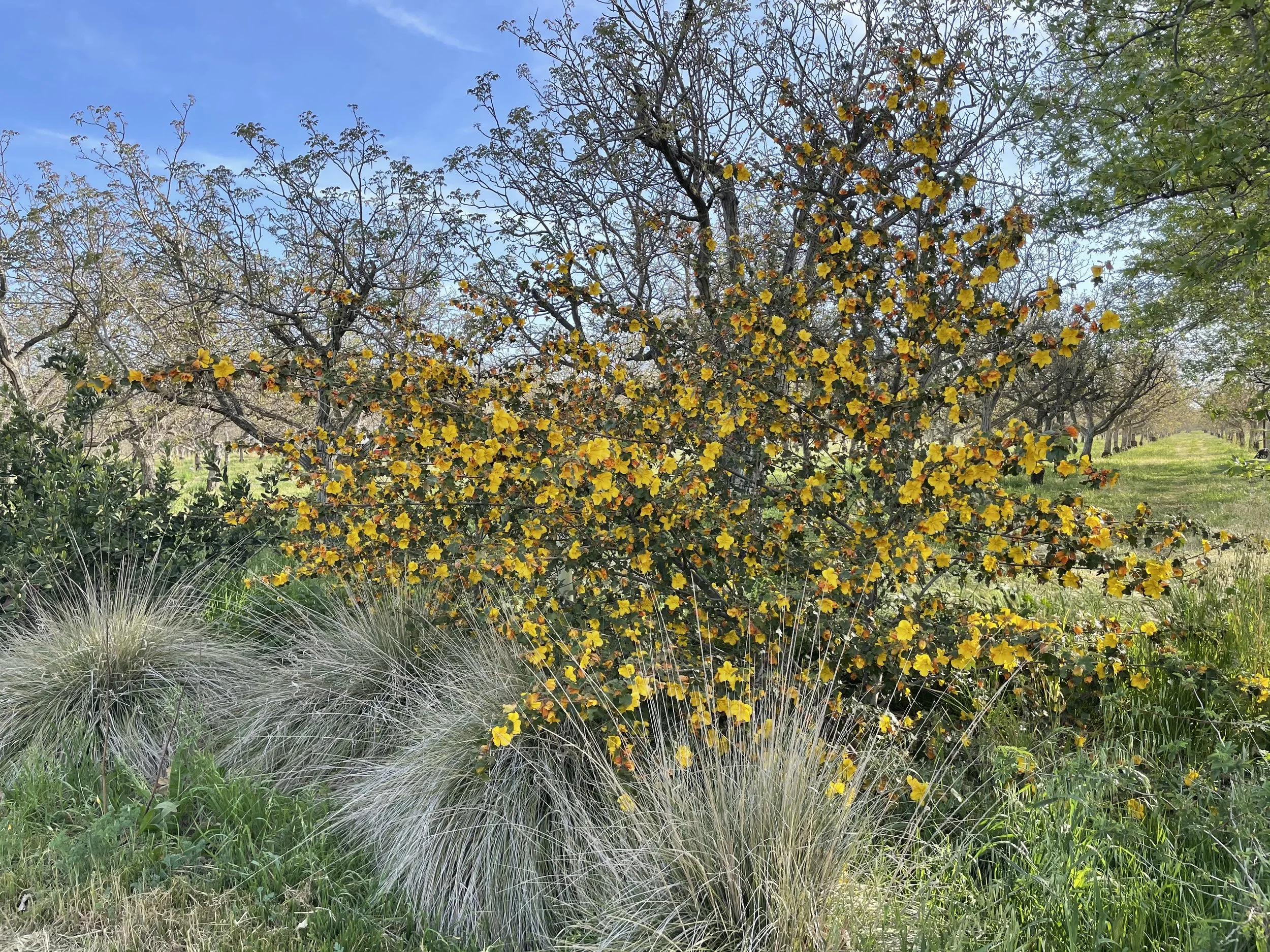 The Edges Matter: Hedgerows Are Bringing Life Back to Farms