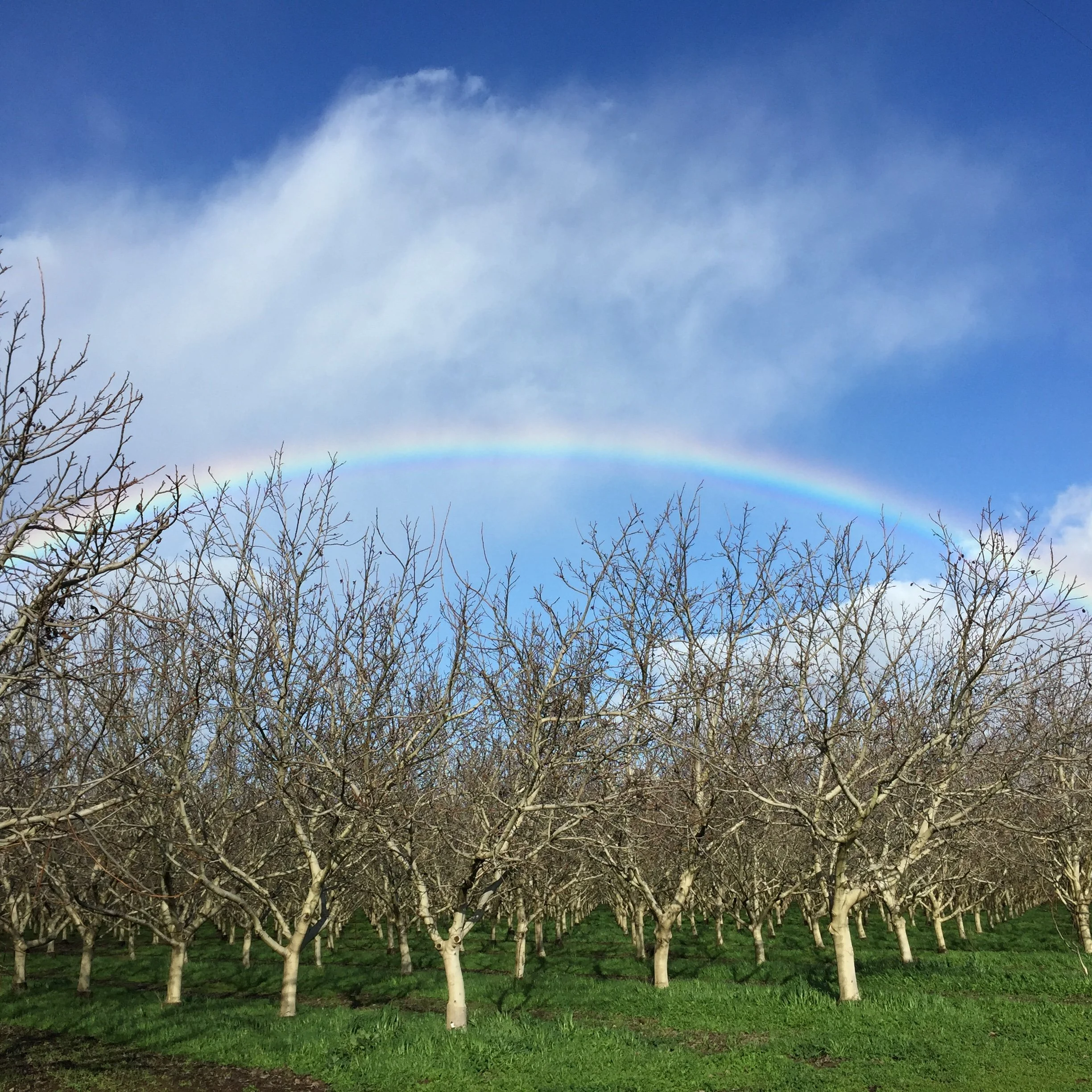 Rainbow Orchard 4.jpeg