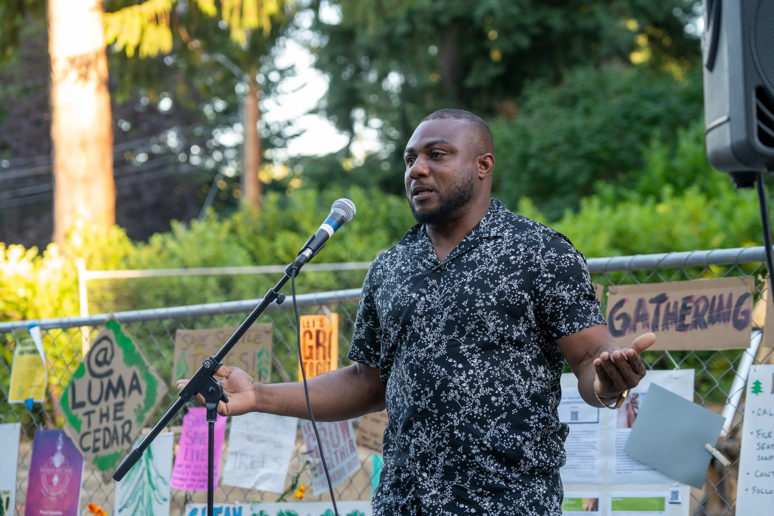 Support Gathers for Historic Red Cedar Tree in Wedgewood