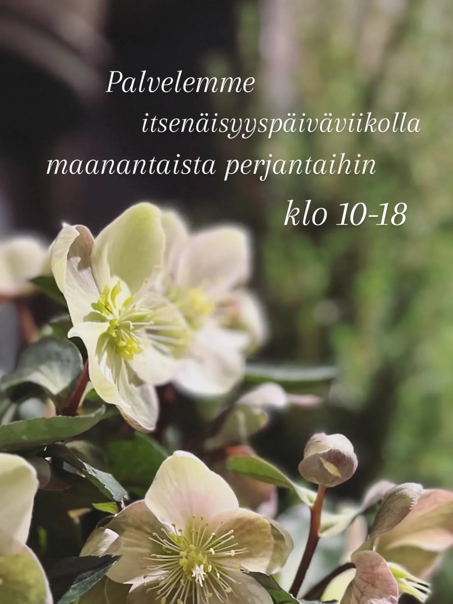 Palvelemme itsen&auml;isyysp&auml;iv&auml;viikolla maanantaista perjantaihin klo 10-18. Lauantaina juhlistamme Suomen itsen&auml;isyytt&auml; ja liikkeemme on suljettuna 🤍✨

#kukkakauppatampere #kivijalkakauppa #floristitampere #kukkaikkuna #tampere