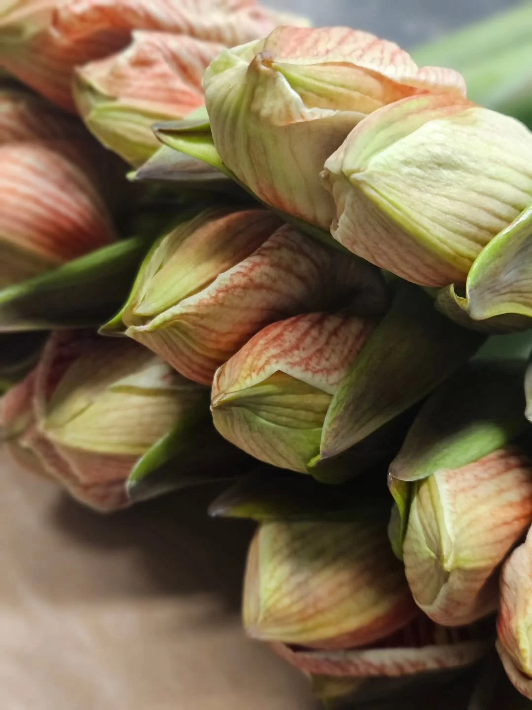 T&auml;m&auml;n amarylliksen s&auml;vy ja kukkien koko avautuessaan on ihan super ✨
@kukkaikkuna

#amaryllis #kukkiaverkossa #kukkaikkuna #leikkokukat #joulukimppu