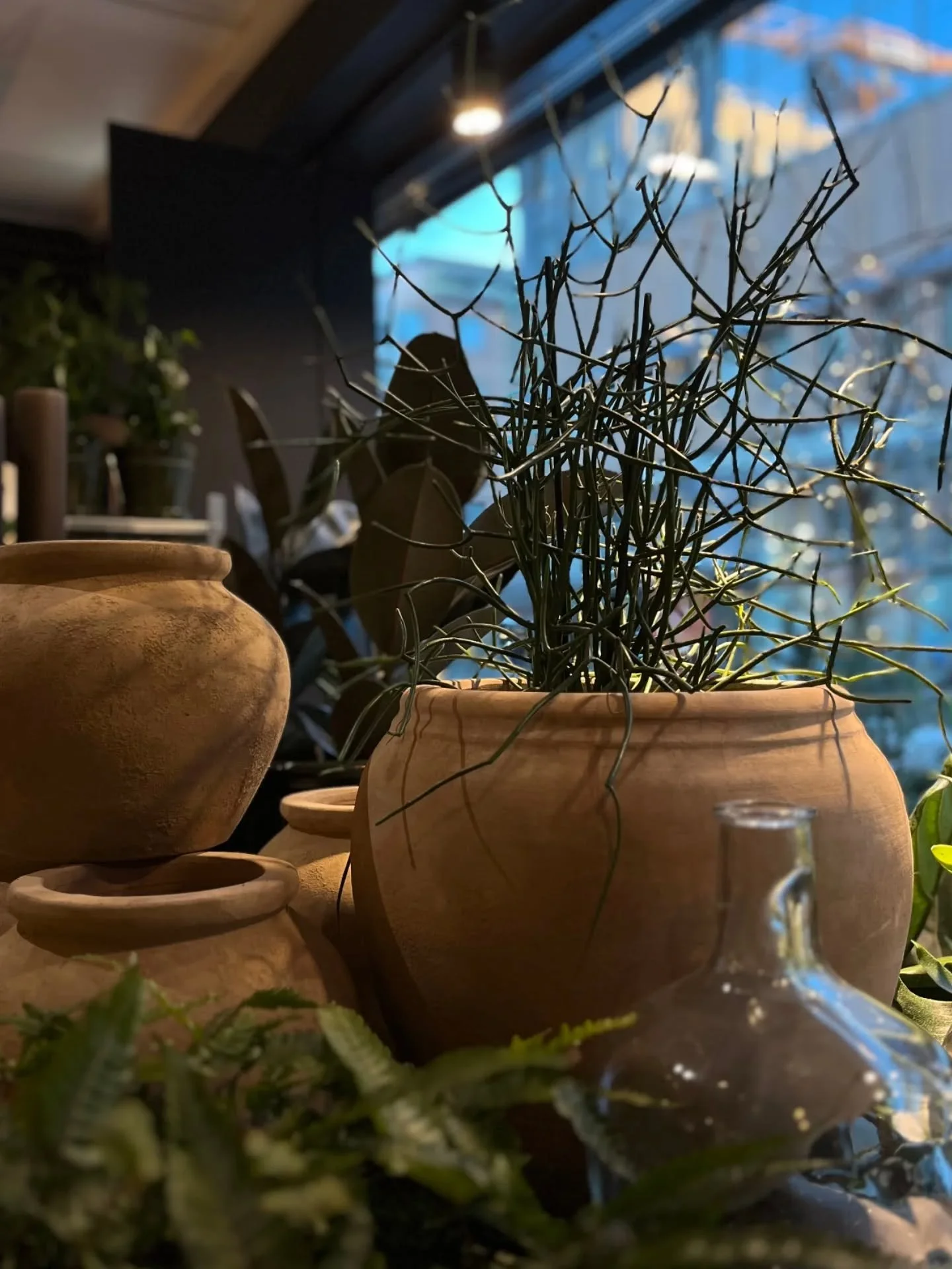 ✨ -50% ✨

Vehreytt&auml; ja versoilua uuteen vuoteen 💚🌱

Kaikki viherkasvit puodistamme puoleen hintaan t&auml;ll&auml; viikolla, tervetuloa tekem&auml;&auml;n ihania l&ouml;yt&ouml;j&auml; sisustukseen! 

#kukkakauppatampere #kukkaikkuna #viherkas