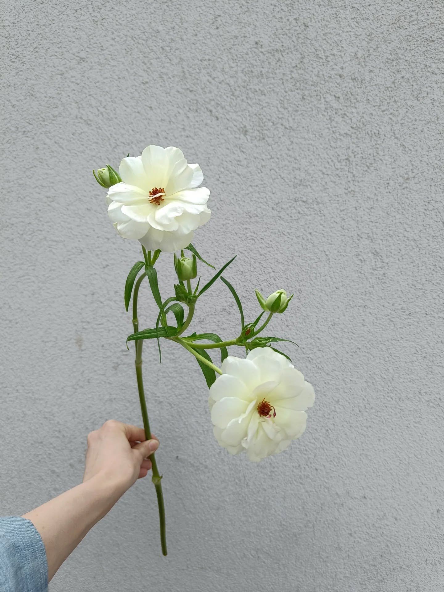 Ihanat perhosleinikit on meid&auml;n suosikkeja just nyt sidonnassa ja ihan itsekseen, niin herk&auml;n upeita kaunottaria!

Tervetuloa p&auml;&auml;si&auml;isen ja kev&auml;&auml;n kukkaostoksille meille 💛🪻

Pitk&auml;perjantaina puoti kiinni
Laua