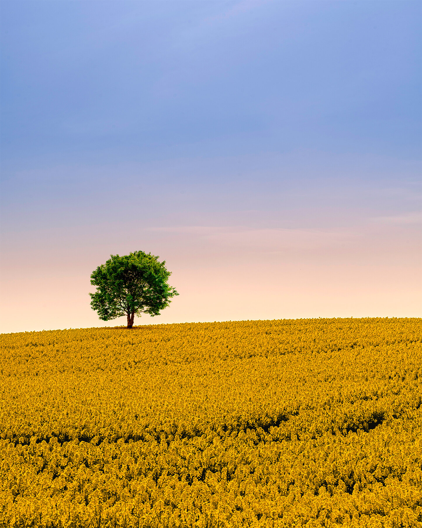 Lone Tree Rapeseed Field No Border.jpg