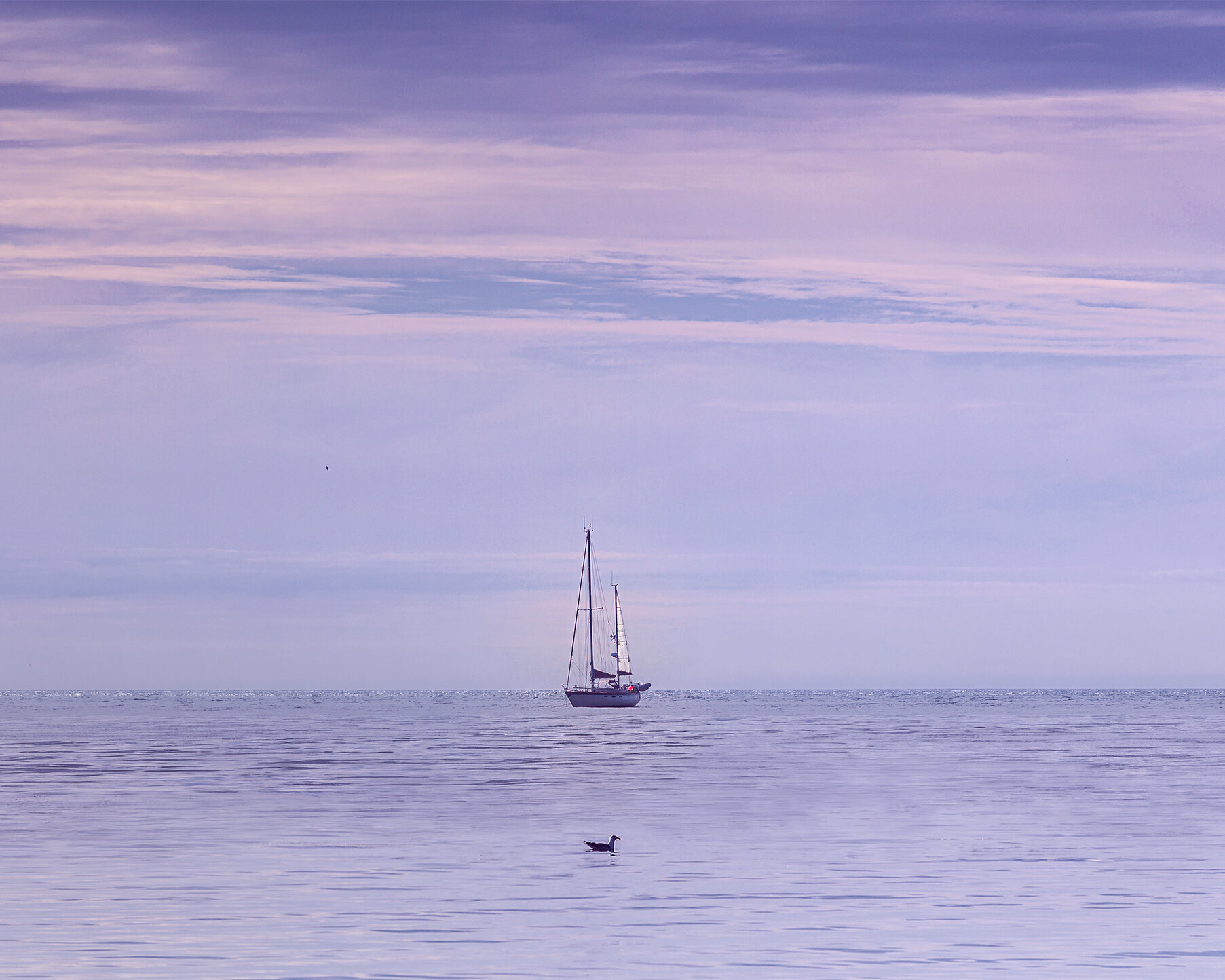 Duck&BoatPassing_12.07.20 NO Border.jpg