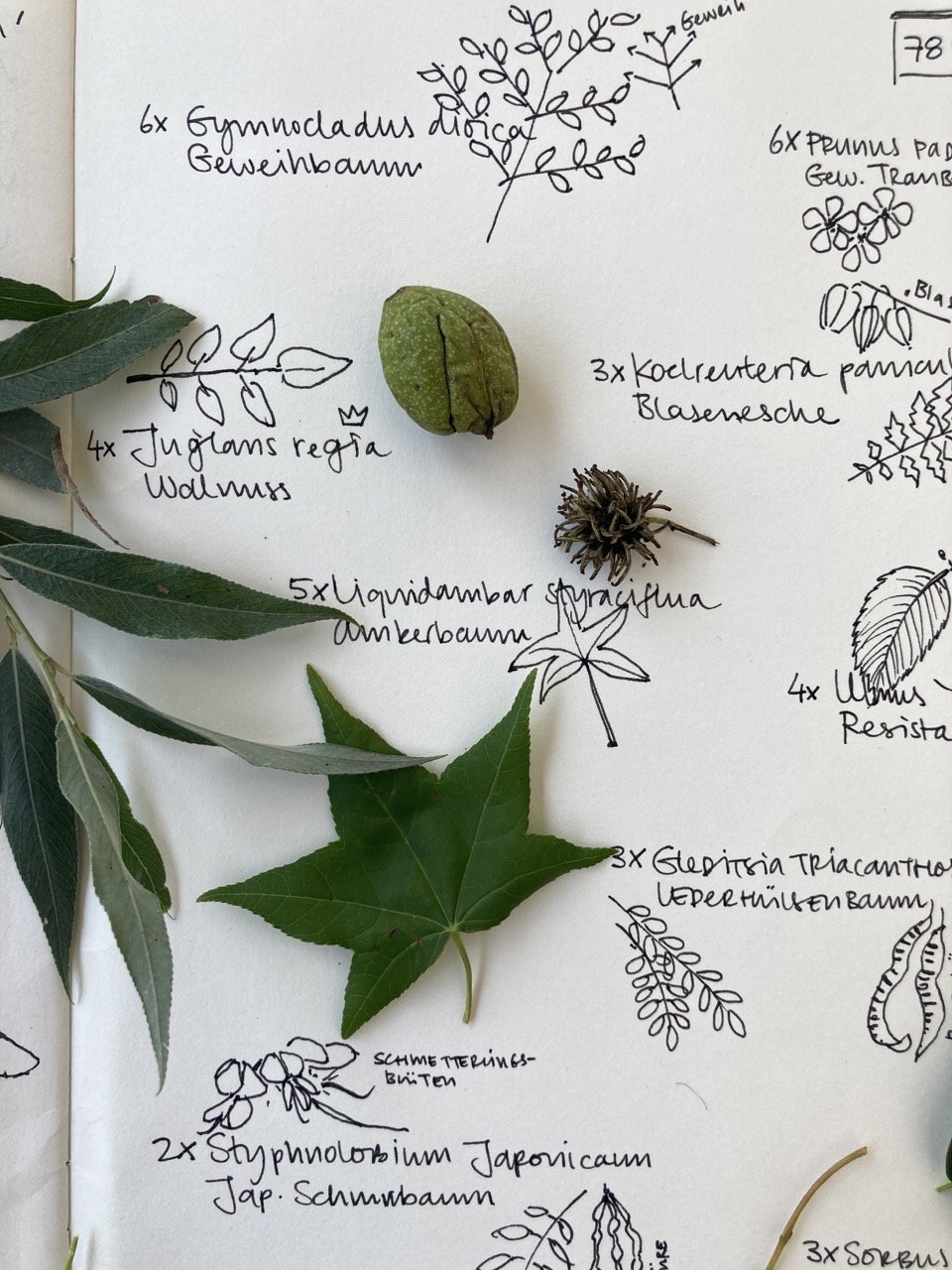 Kinderworkshop: Ohne Bäume keine Träume