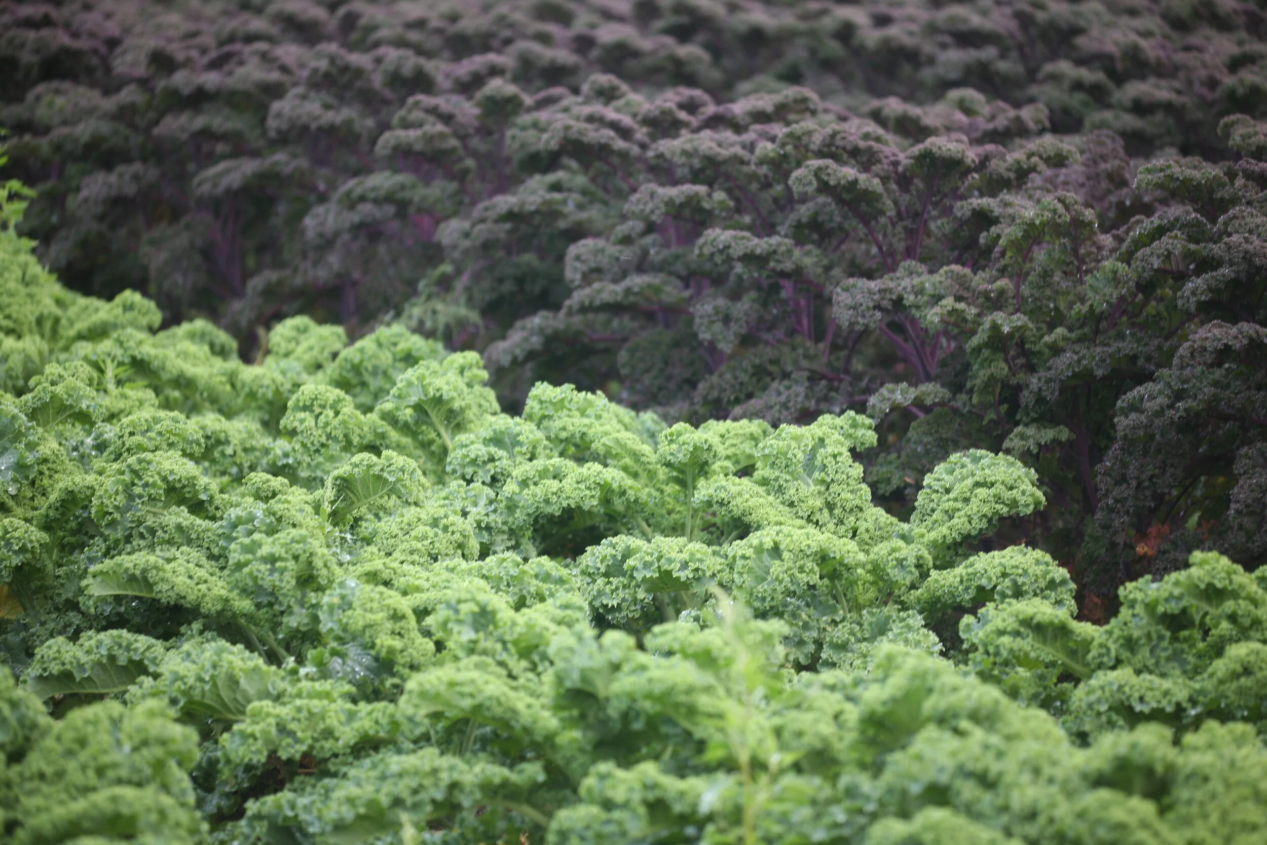 Tree Sortiment Sortiment — Local & Global