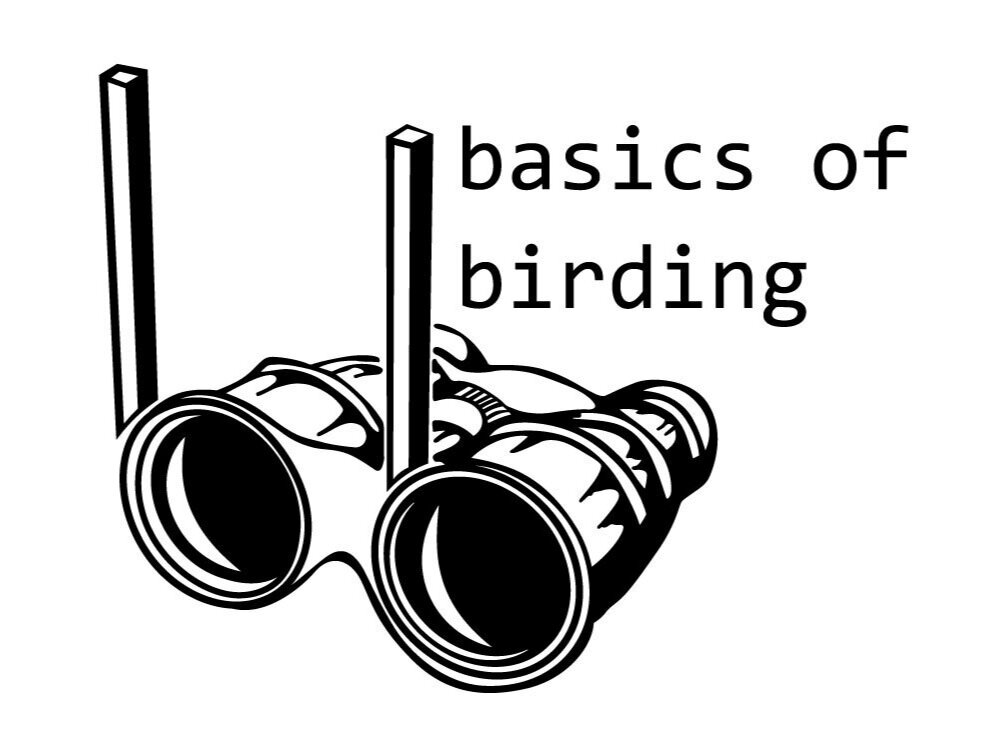 Basics of Birding
