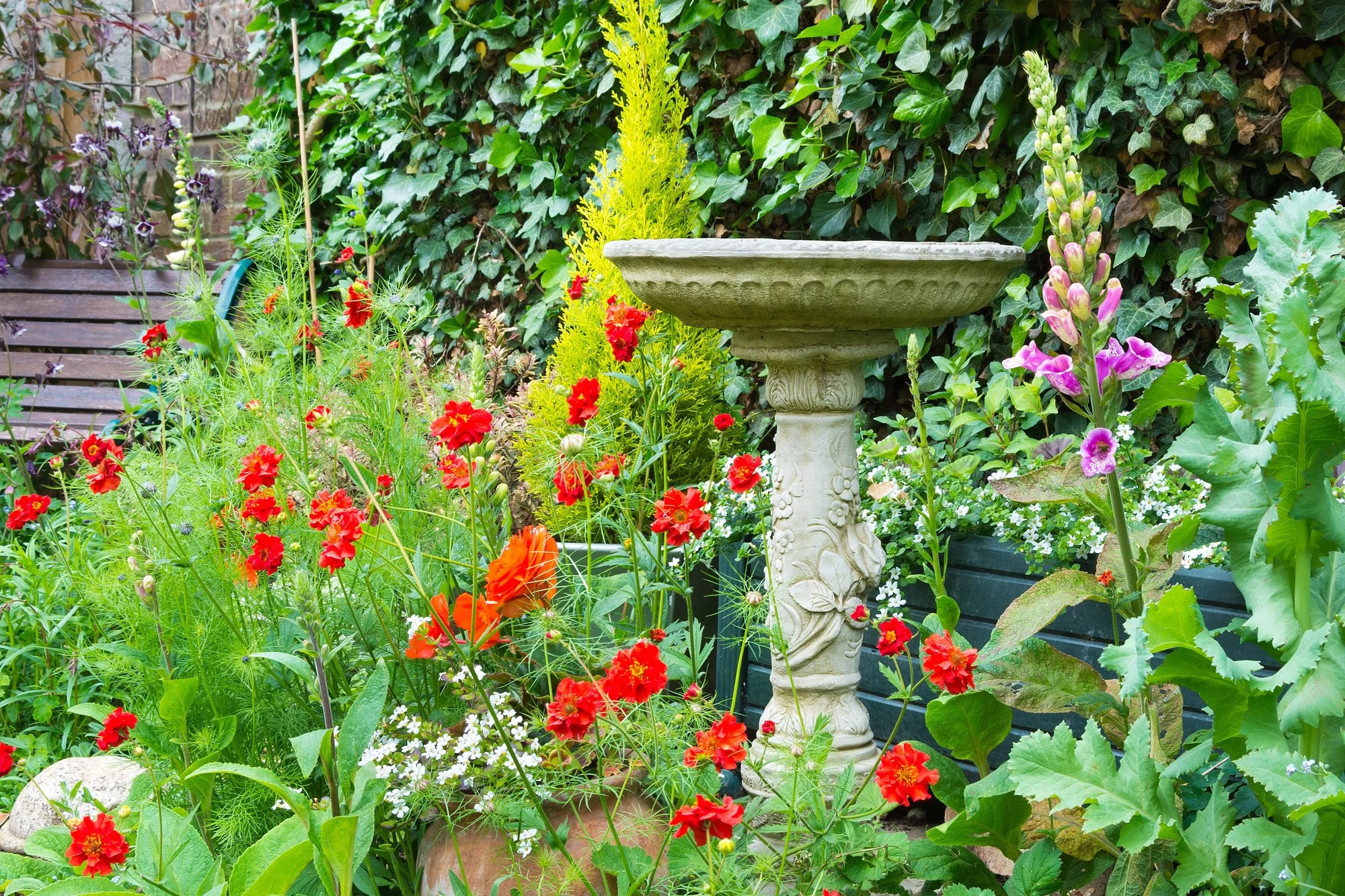 bird bath.jpg