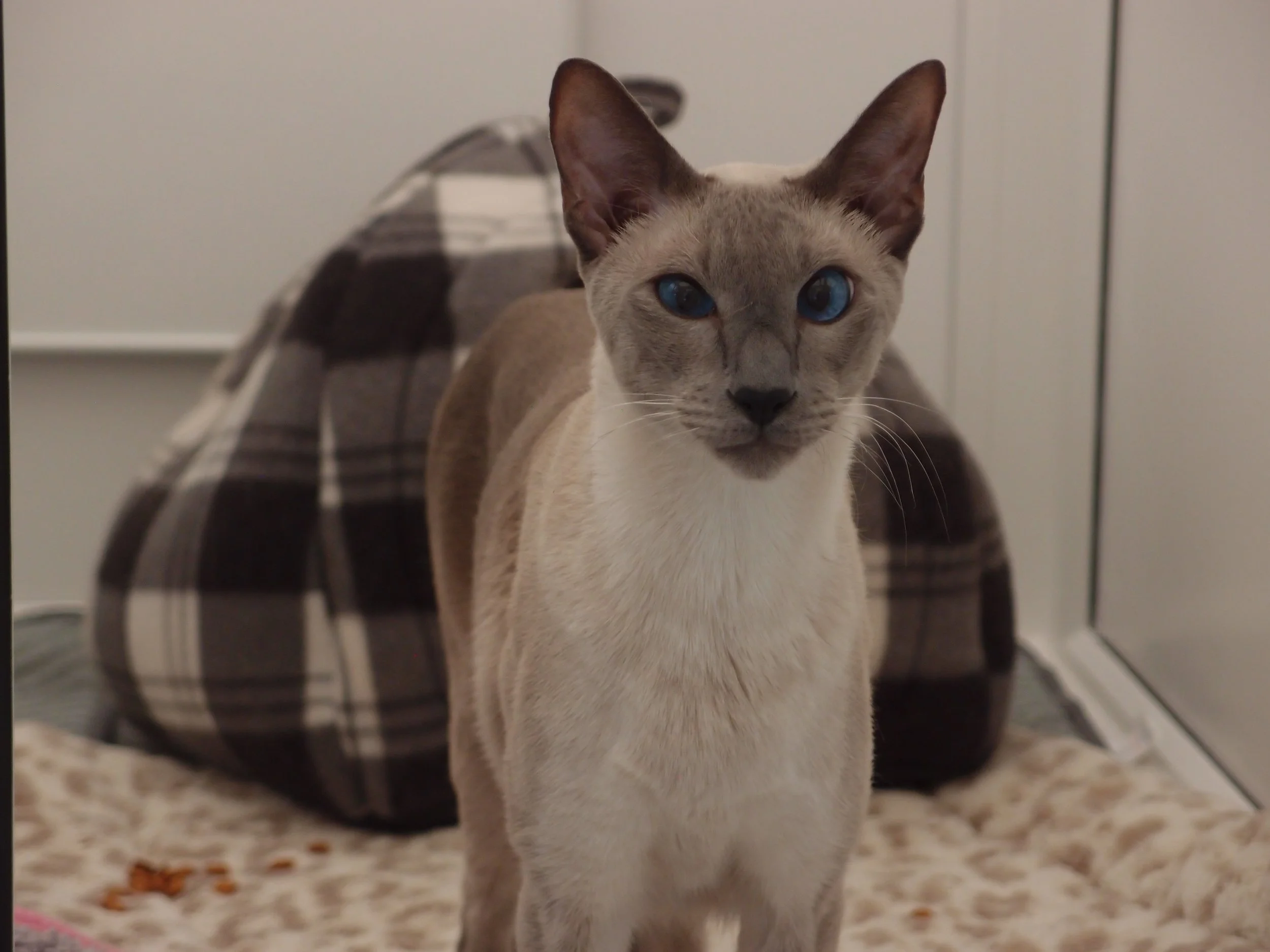 Benji