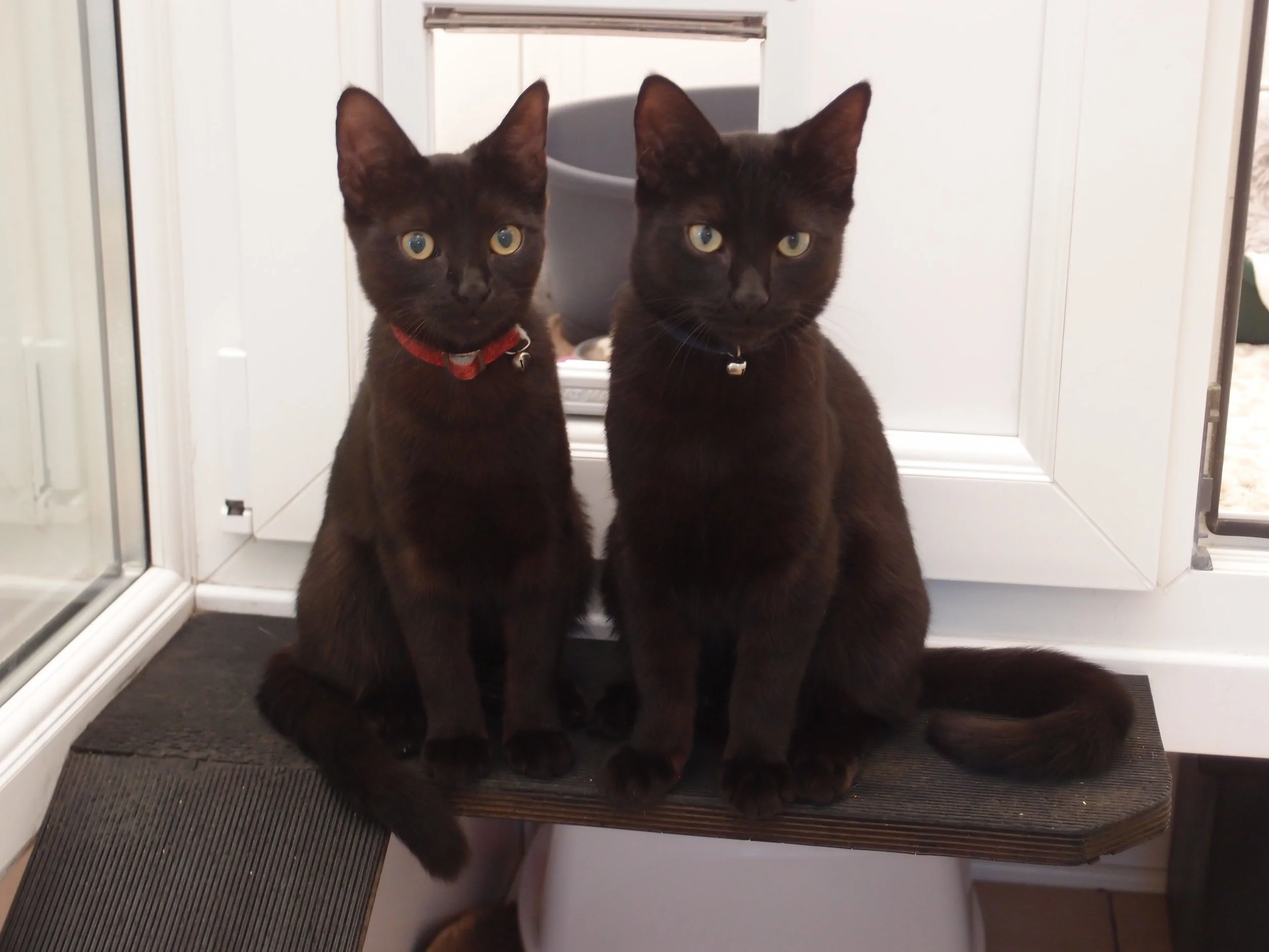 Luna & Milo