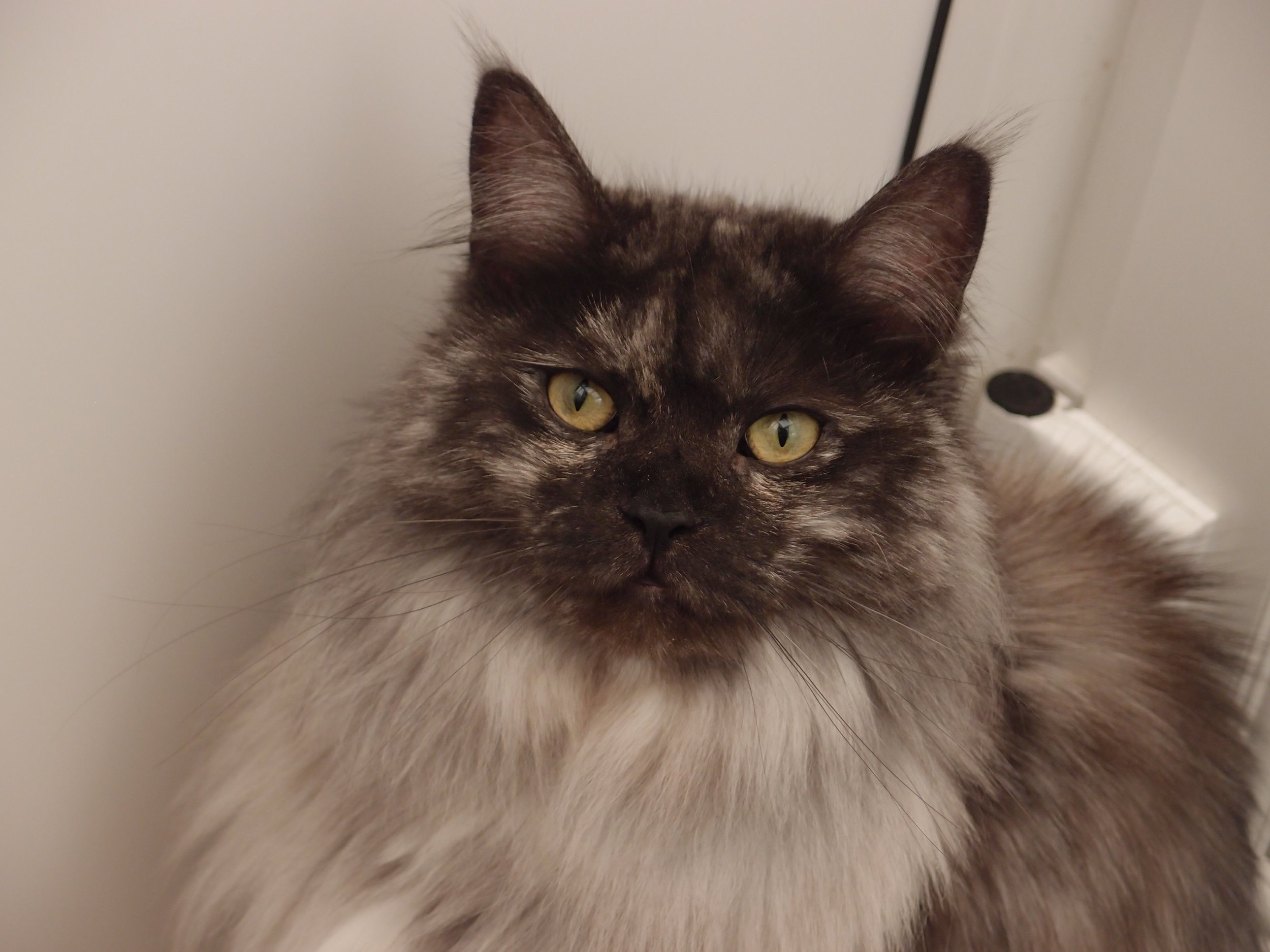 Kimi