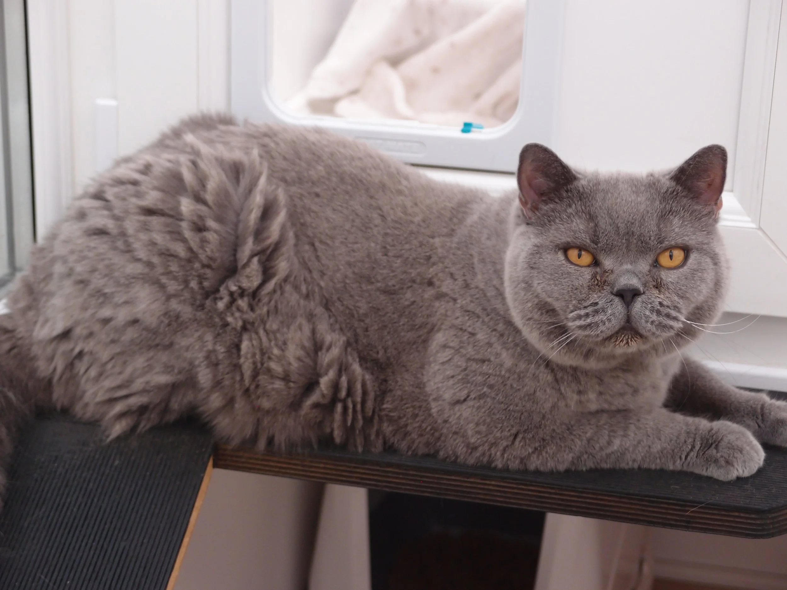 Binx