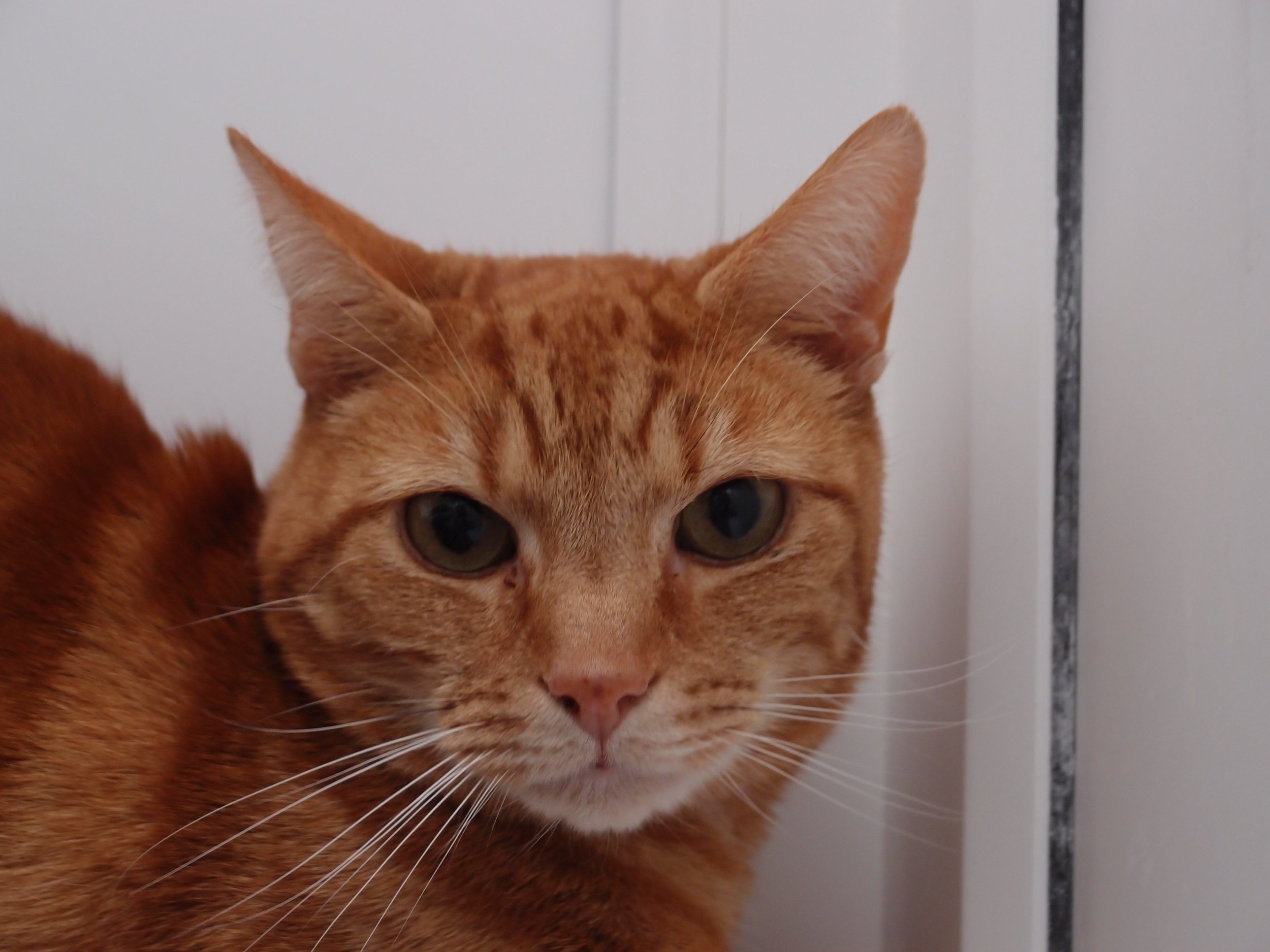 Ginger