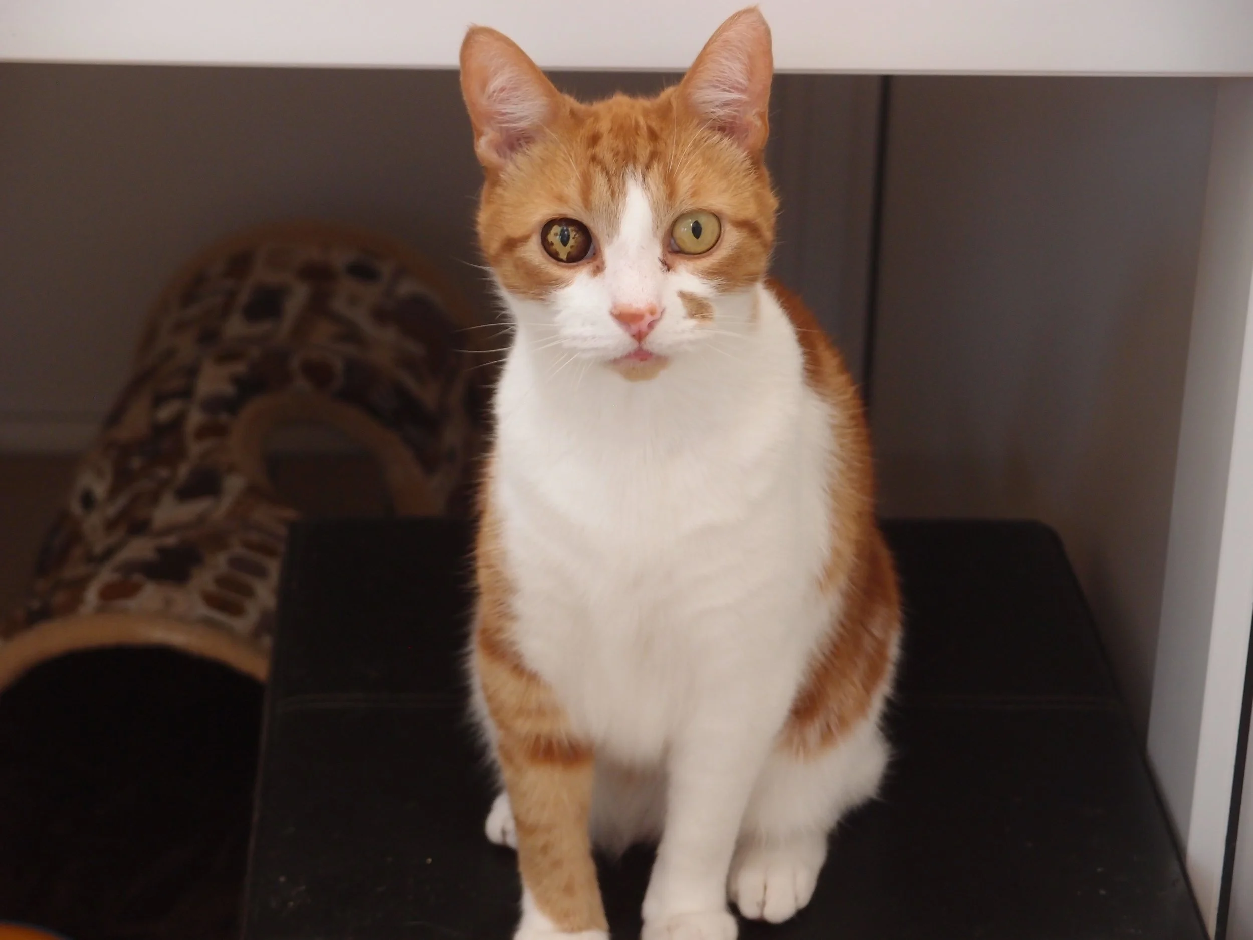 Dusty