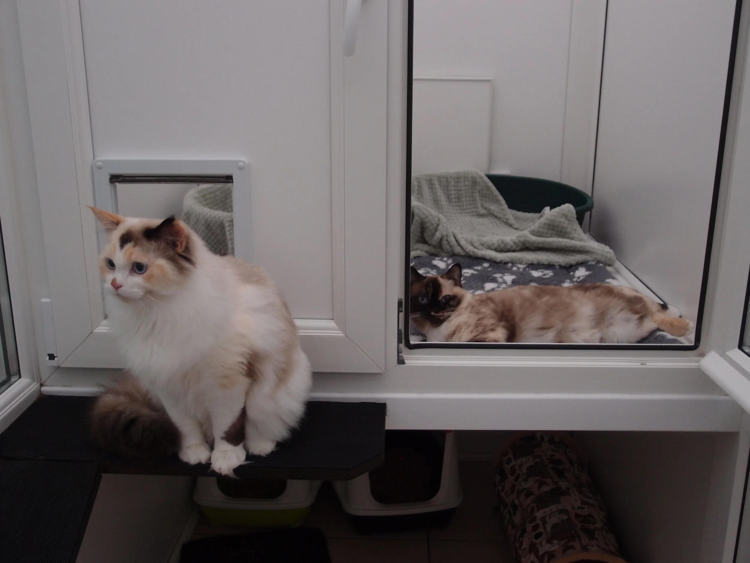 Mouse & Pancake