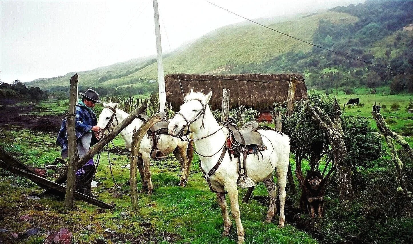 WHITE HORSES & DOG  —  west of Papallacta, Ecuador (2003)