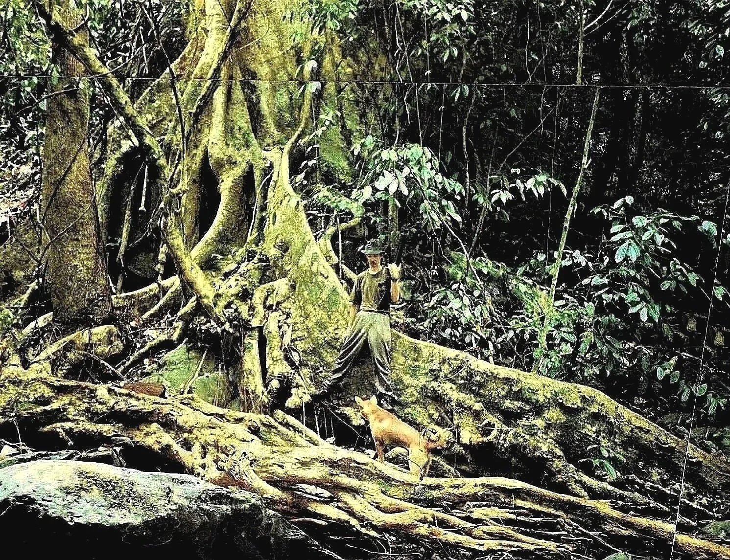 jungle vicinity ABSDF South Camp — Burma (1995)