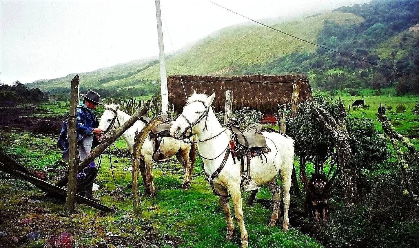 WHITE HORSES & DOG  —  west of Papallacta, Ecuador (2003)