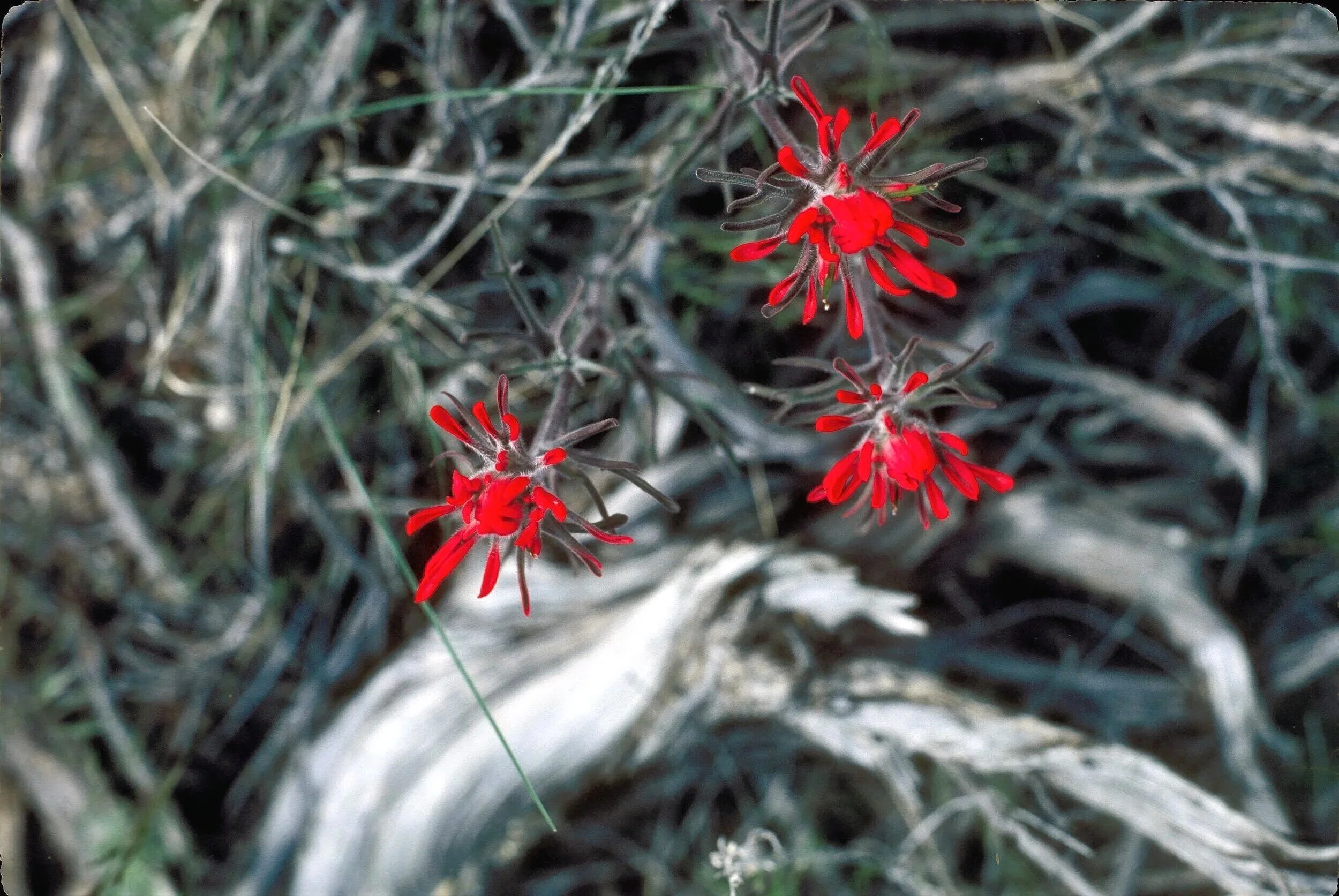 INDIAN PAINTBRUSH  —  wildflowers in Deep Creek Mts., Nevada (1982)