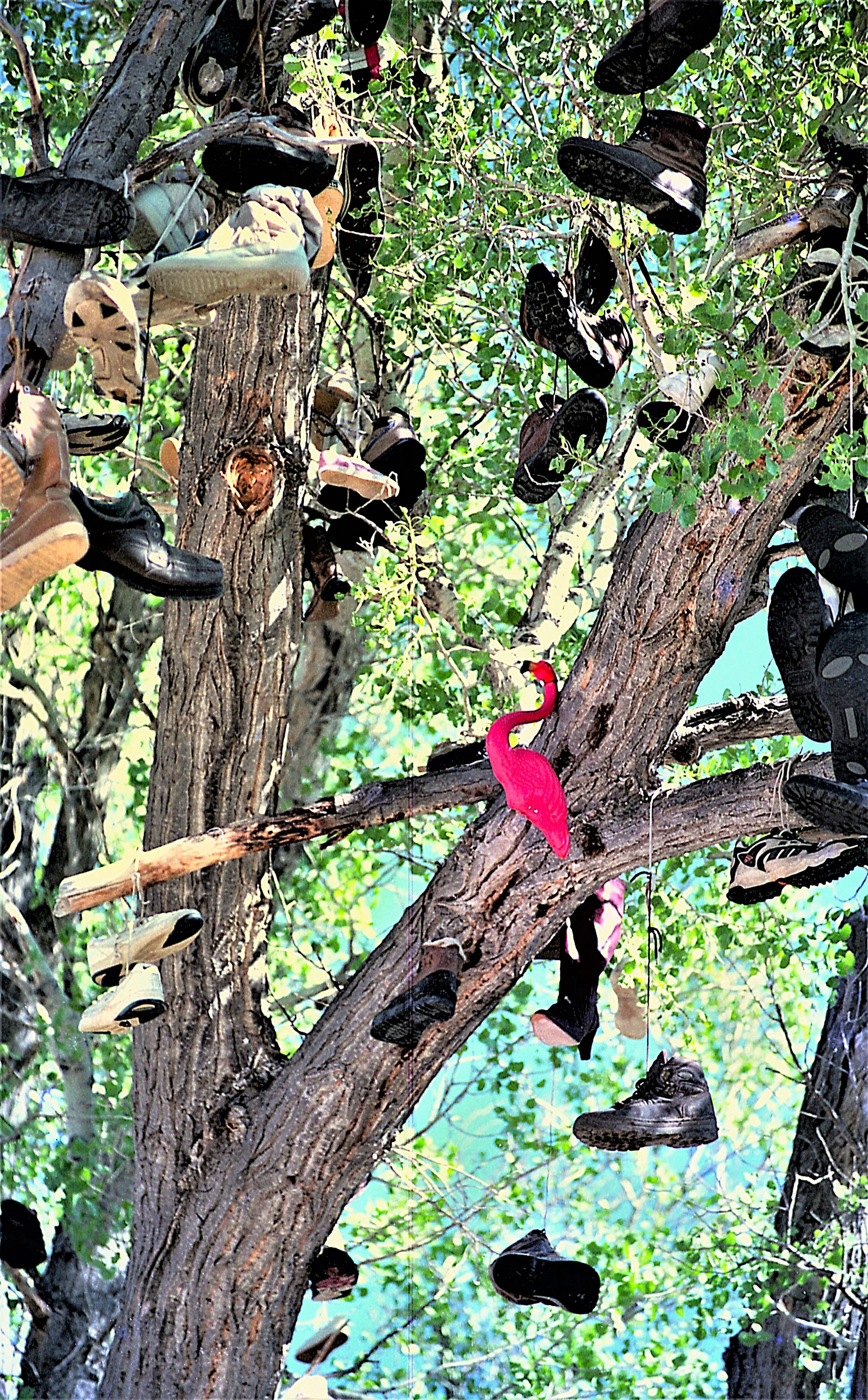 99 ncd Flamingo and Shoes.jpg