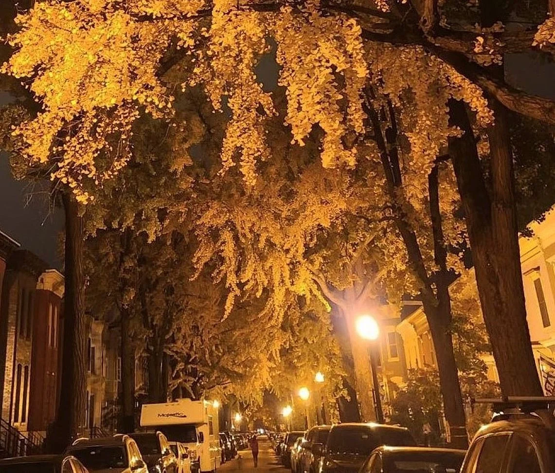 2021 y  - Yellow Bliss (3)xxrsttttt22.jpg